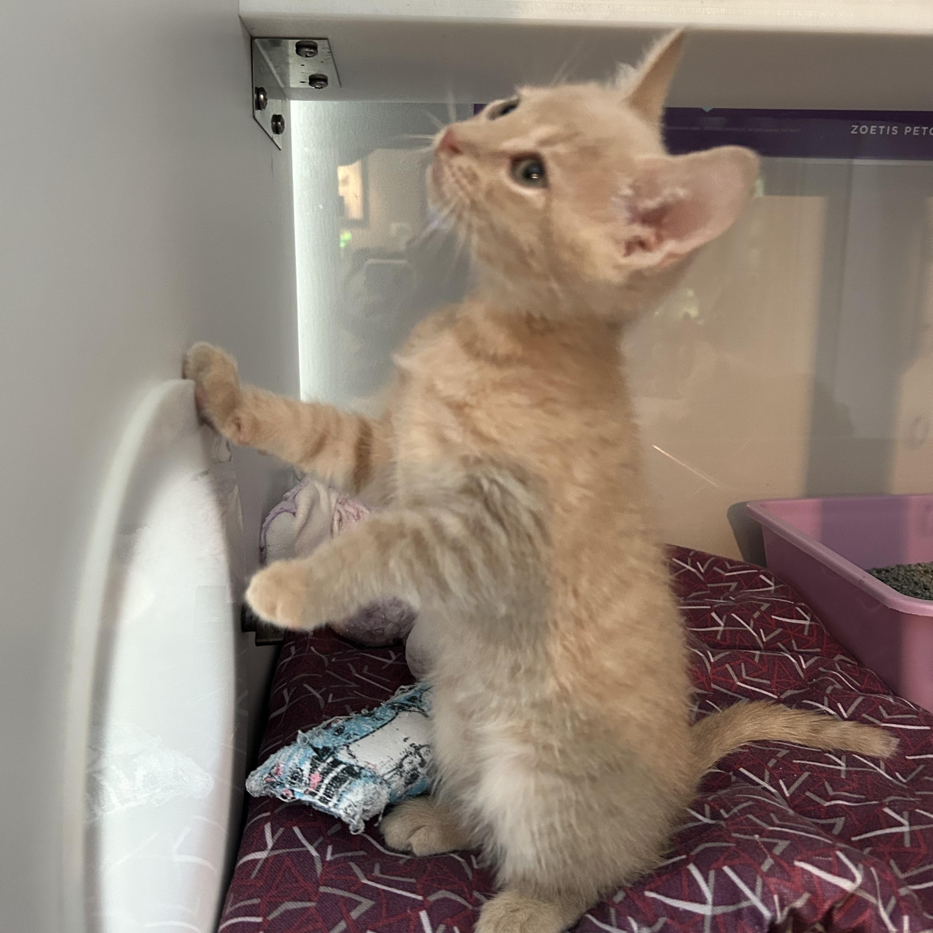 Enlarge Ernie, a Adopted Domestic Short Hair in Seymour, TN image 2/5