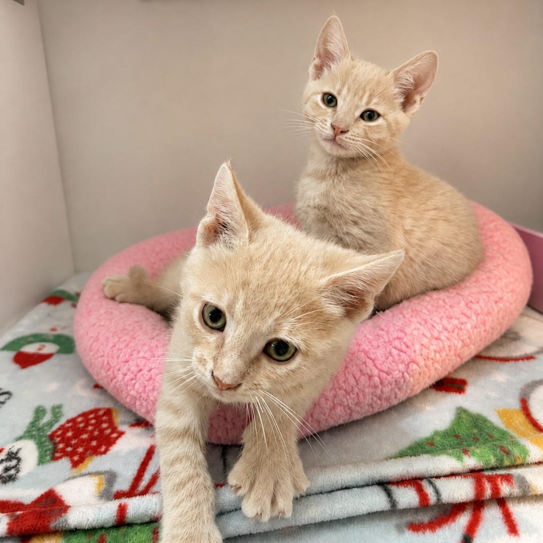 Enlarge Ernie, a Adopted Domestic Short Hair in Seymour, TN image 3/5