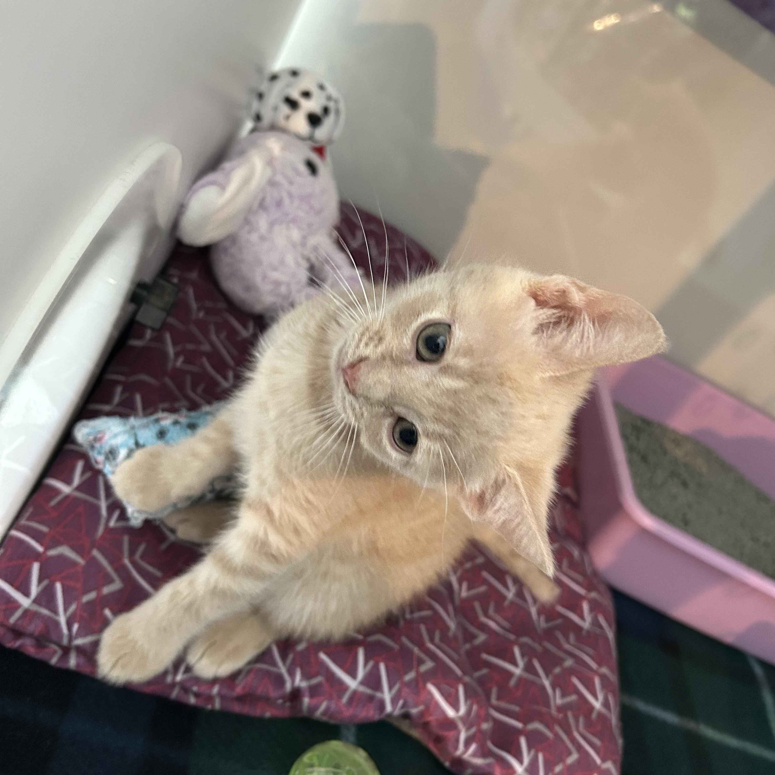 Enlarge Ernie, a Adopted Domestic Short Hair in Seymour, TN image 4/5