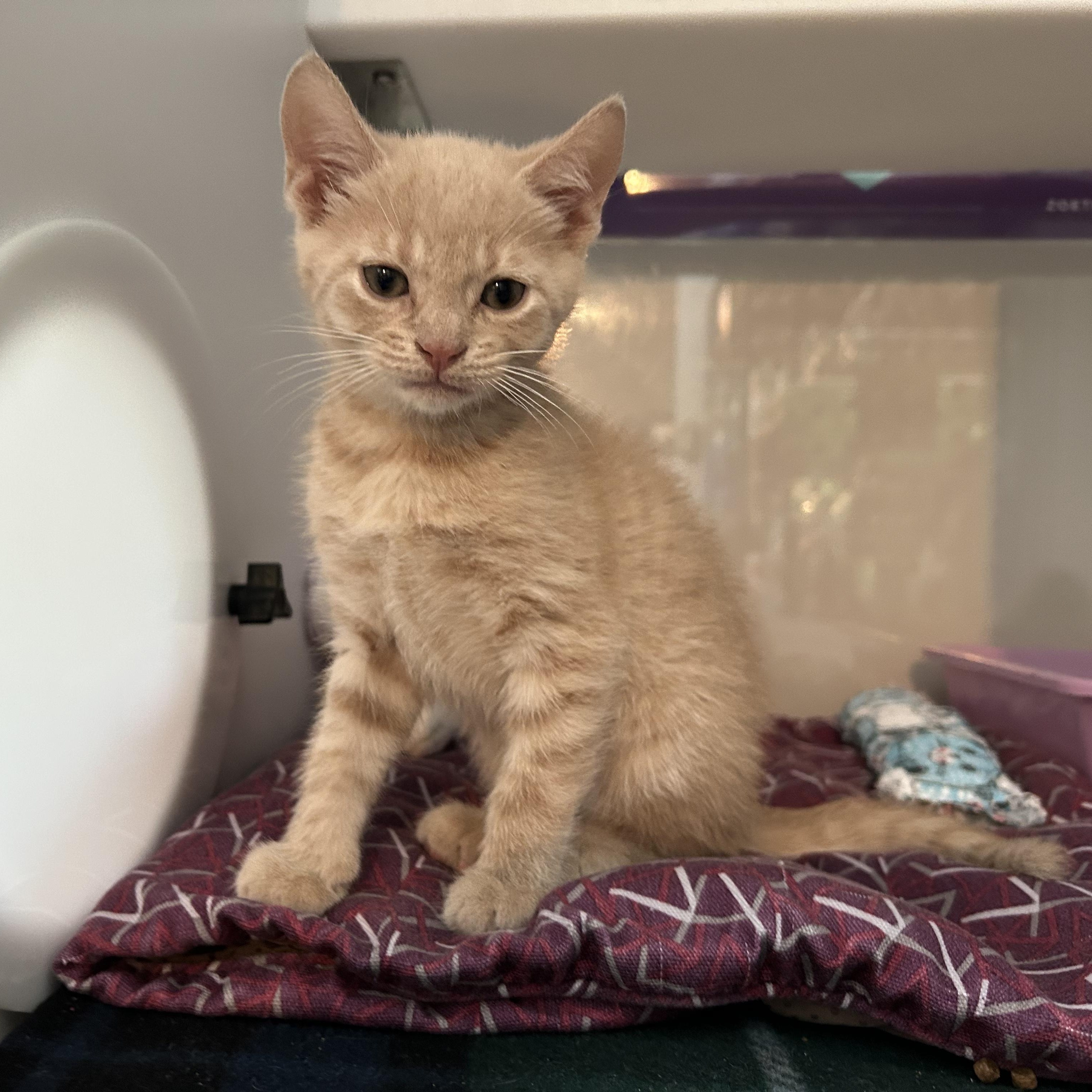 Enlarge Ernie, a Adopted Domestic Short Hair in Seymour, TN image 1/5