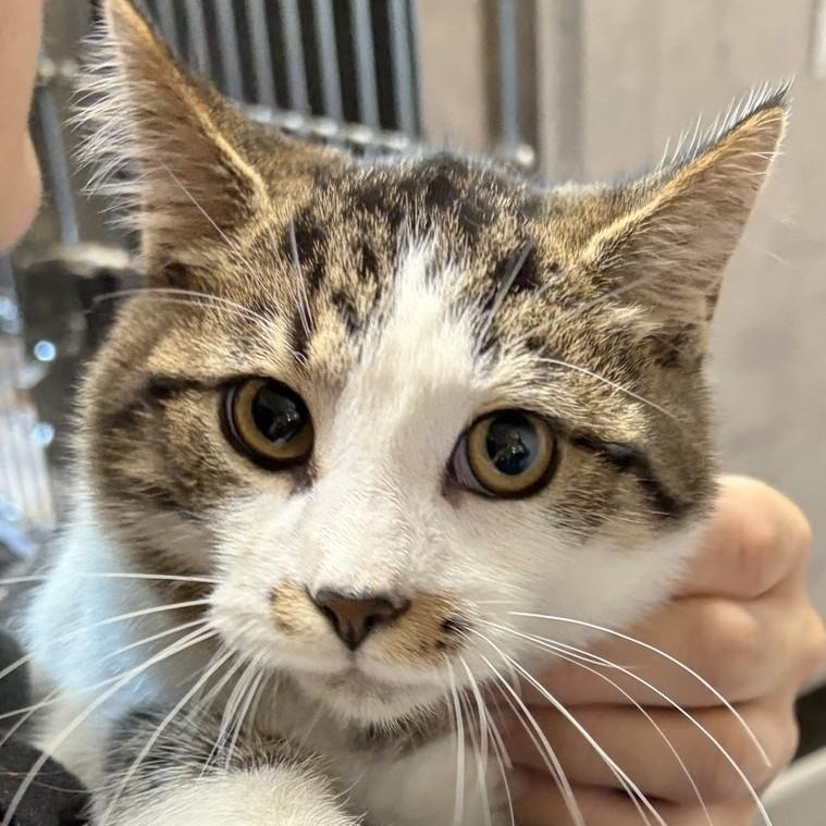 Ichabod, Adoptable, Young Male Domestic Short Hair.