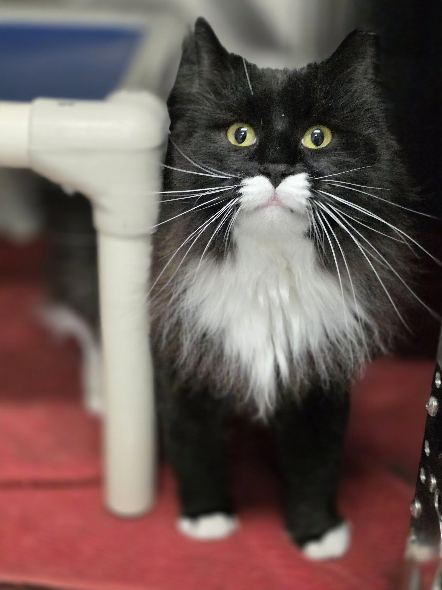 Keurig, ADOPTABLE, Adult Female Domestic Long Hair.