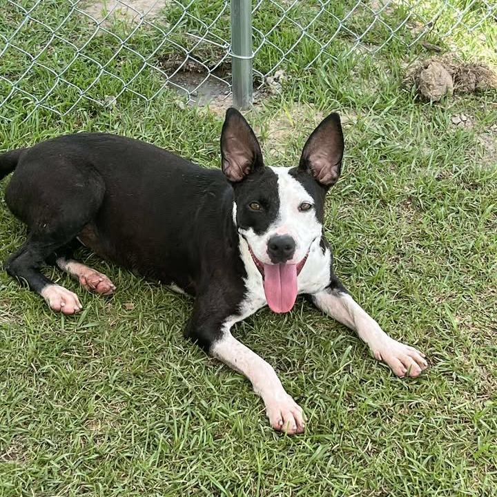 Lainey, ADOPTABLE, Adult Female Mixed Breed.