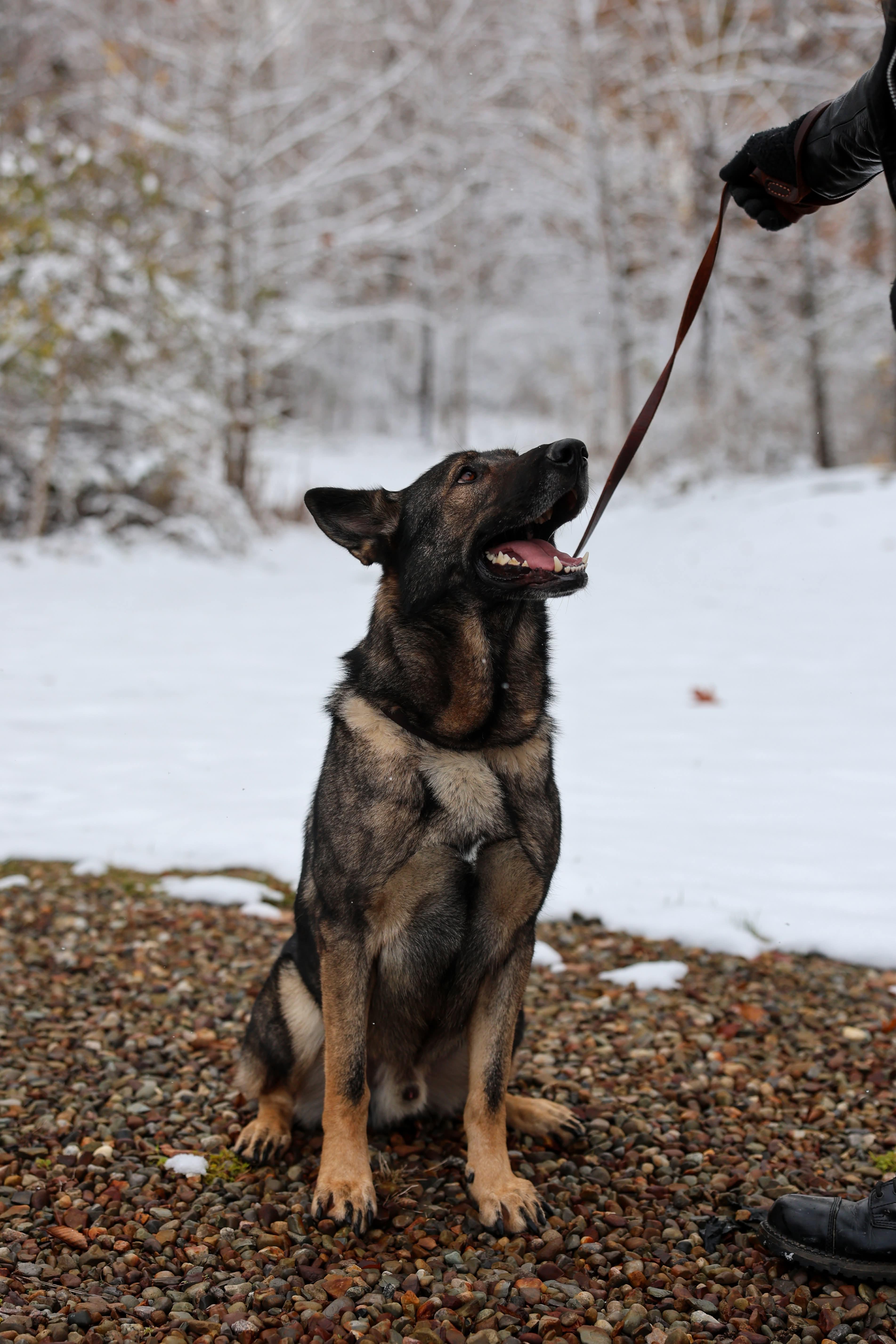 Enlarge Diesel, a Adoptable German Shepherd Dog in North Olmsted, OH image 2/6