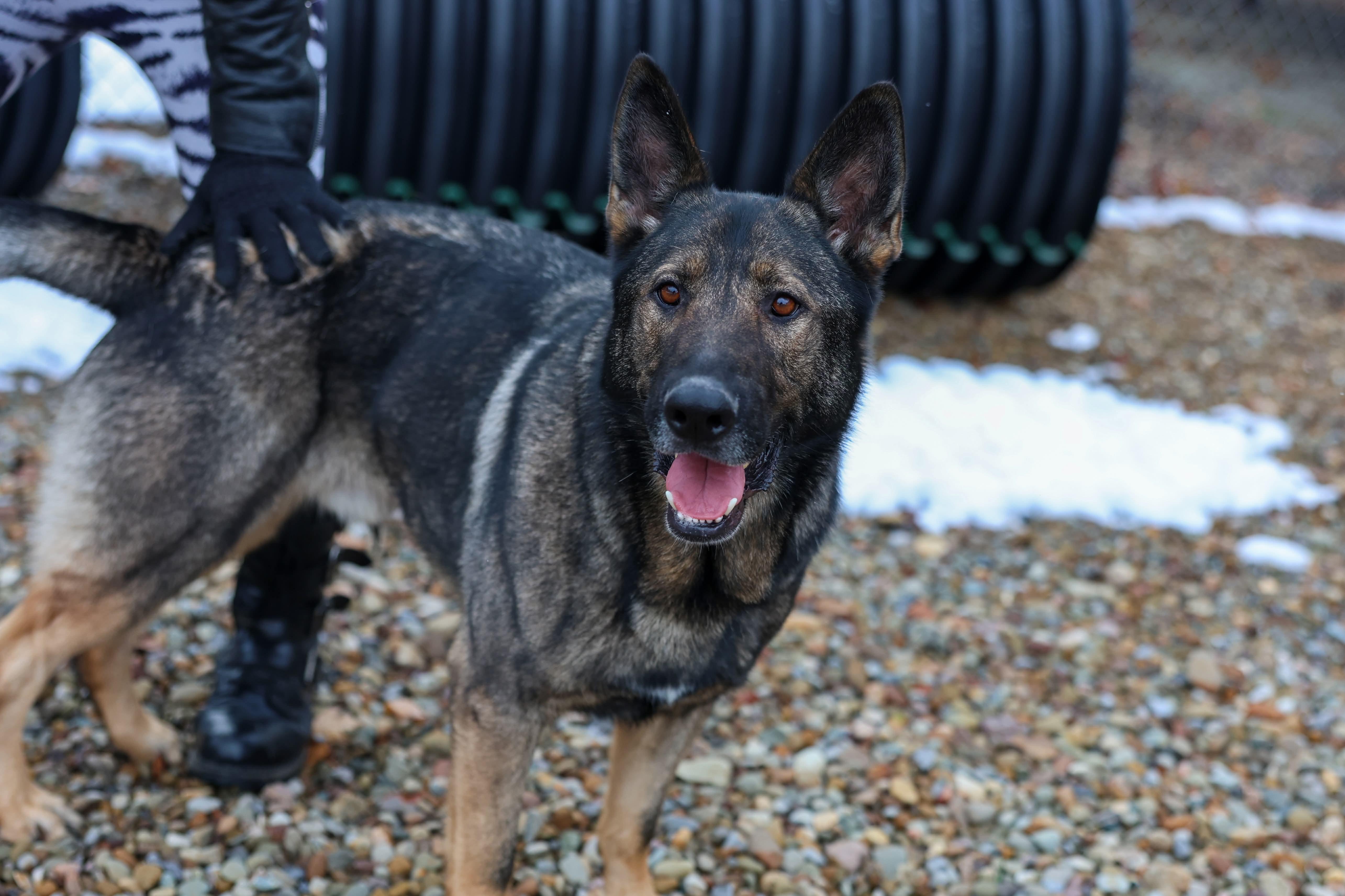 Enlarge Diesel, a Adoptable German Shepherd Dog in North Olmsted, OH image 3/6