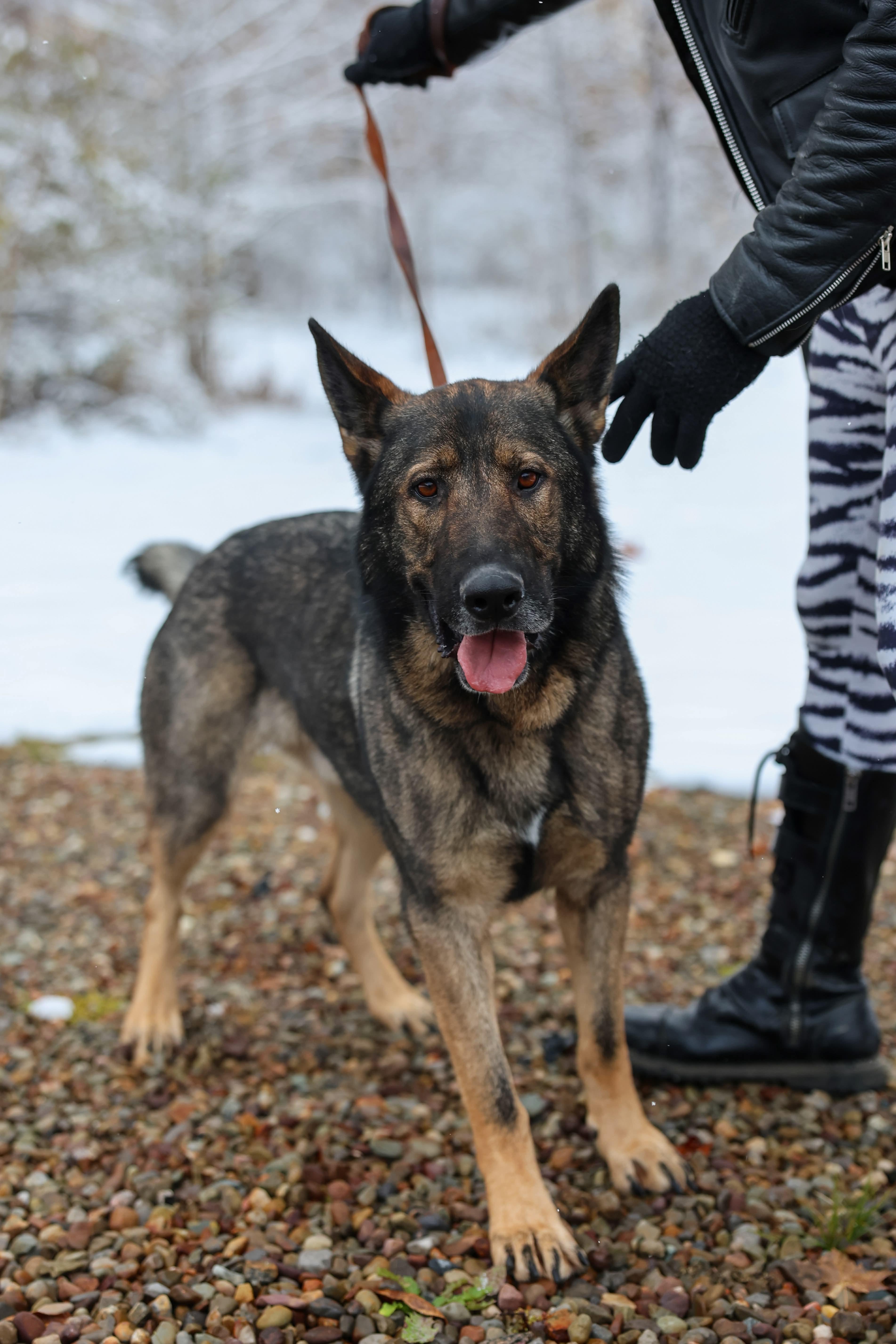 Enlarge Diesel, a Adoptable German Shepherd Dog in North Olmsted, OH image 4/6