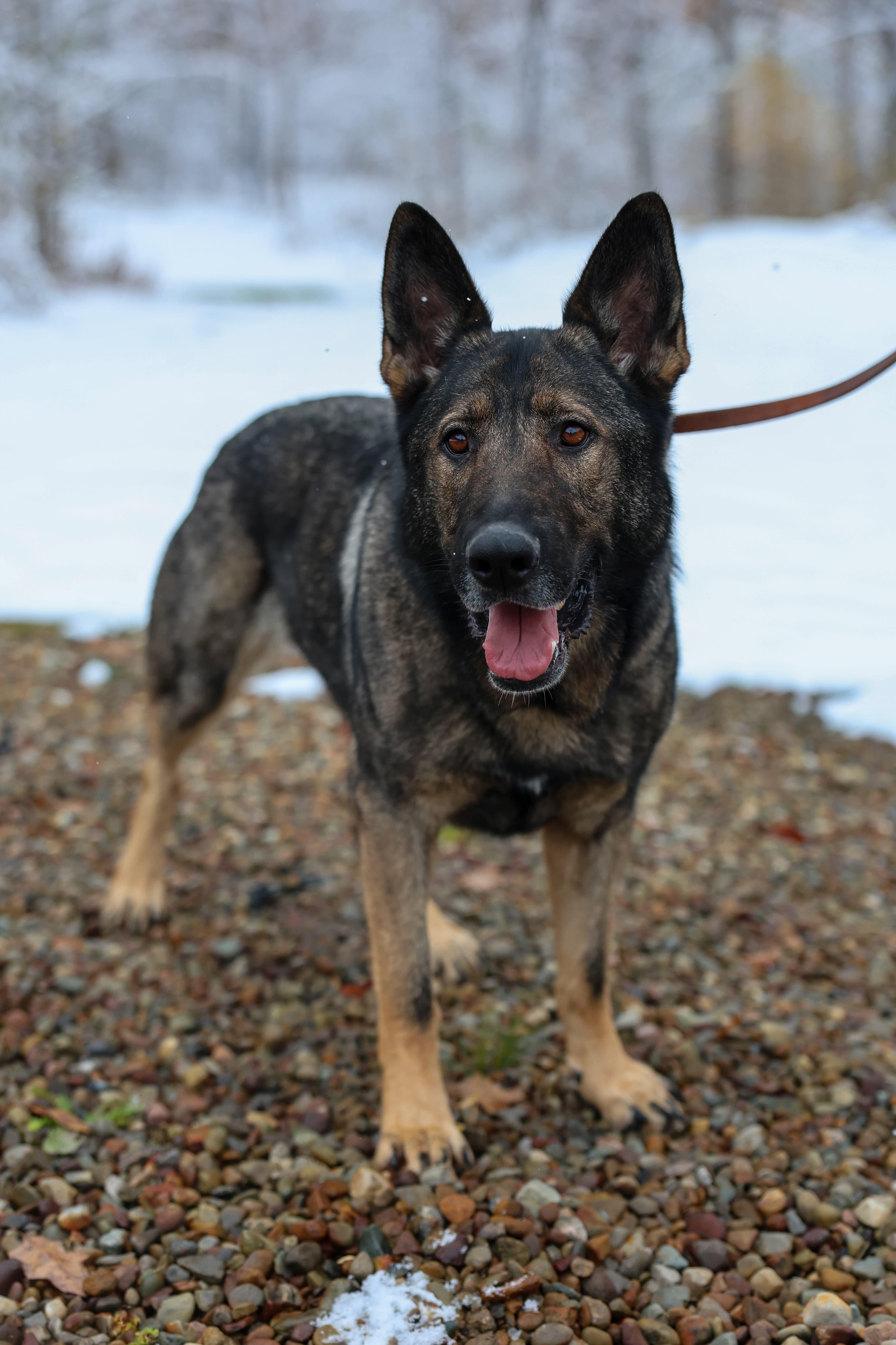 Enlarge Diesel, a Adoptable German Shepherd Dog in North Olmsted, OH image 1/6
