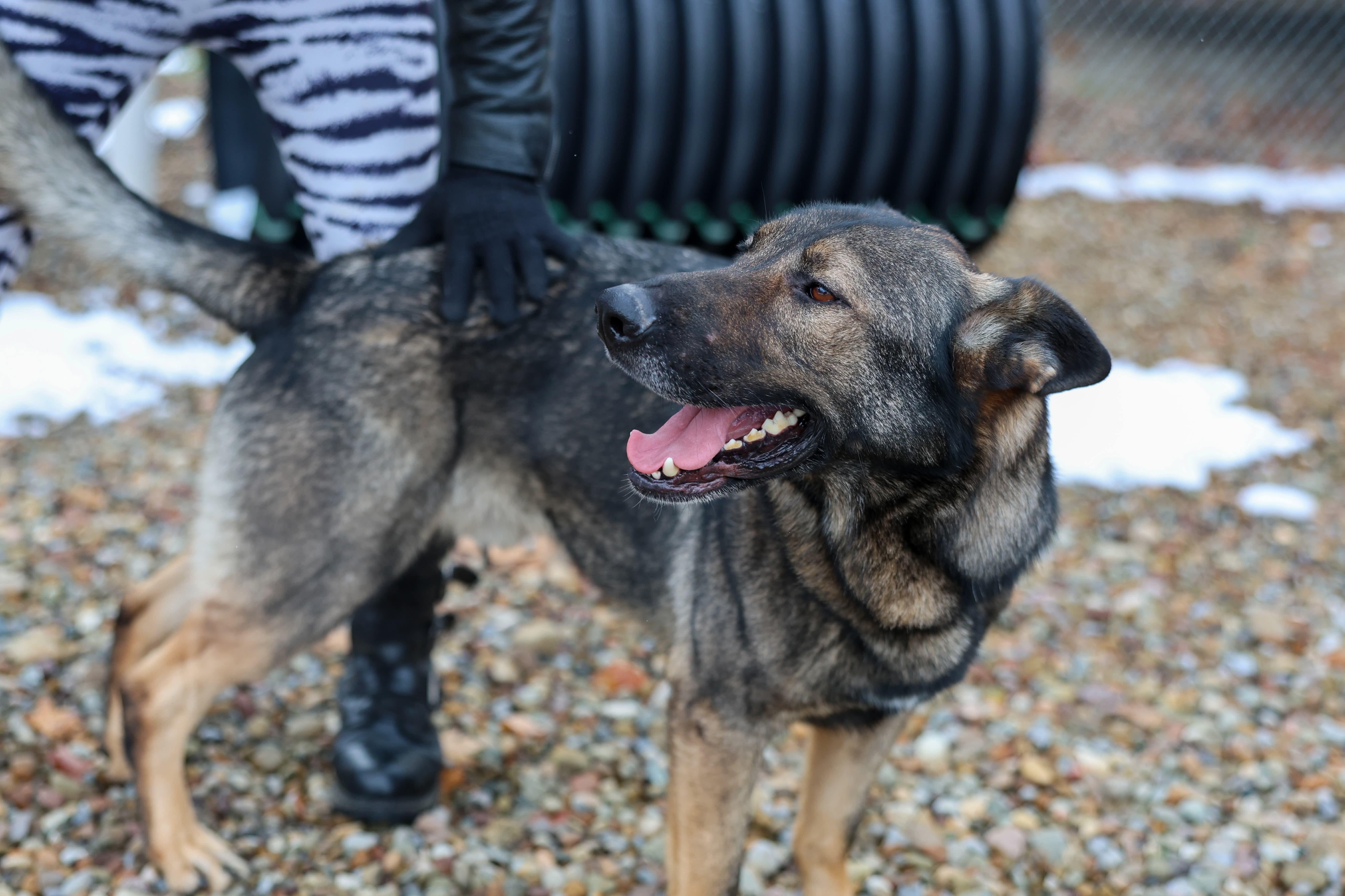 Enlarge Diesel, a Adoptable German Shepherd Dog in North Olmsted, OH image 5/6