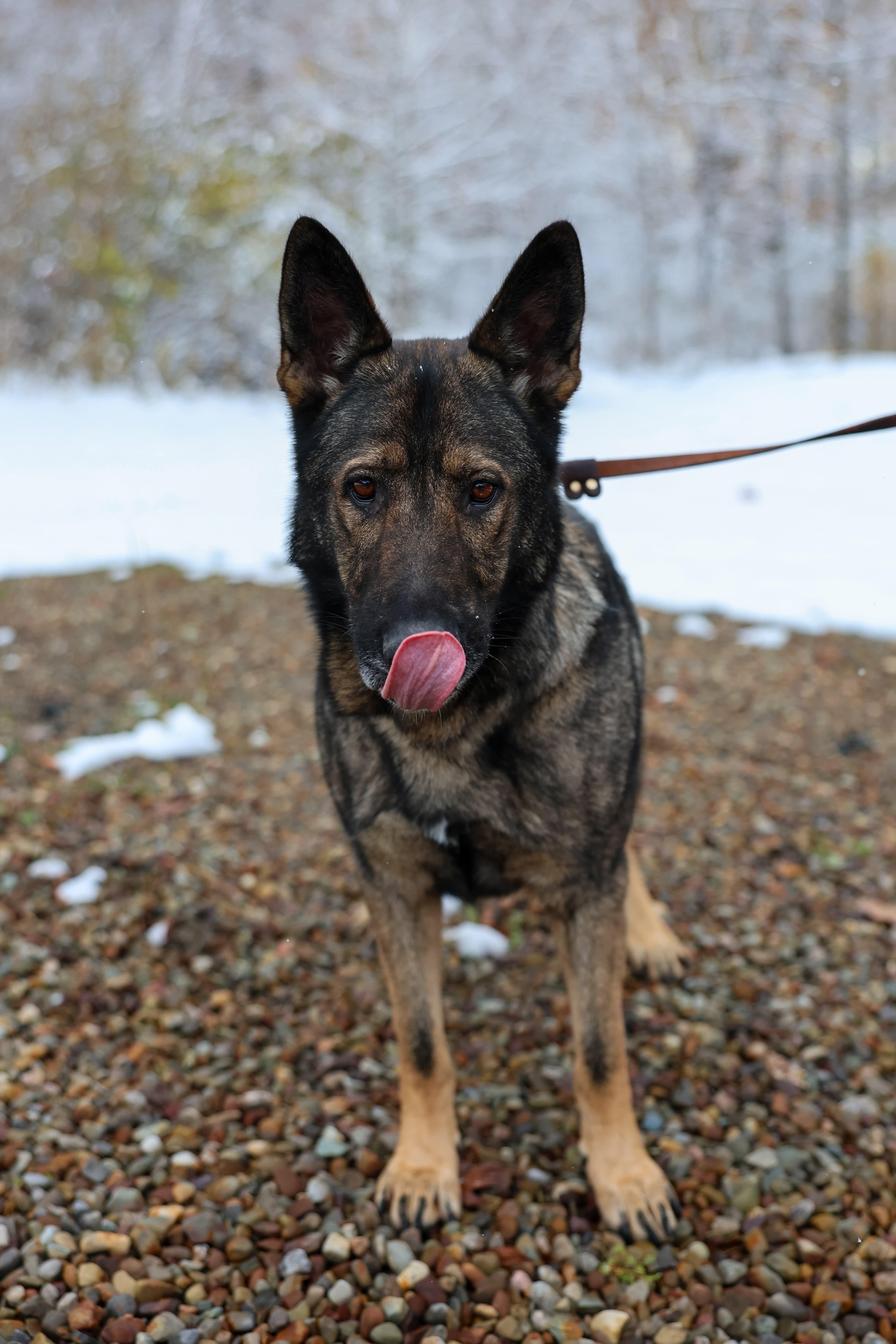 Enlarge Diesel, a Adoptable German Shepherd Dog in North Olmsted, OH image 6/6