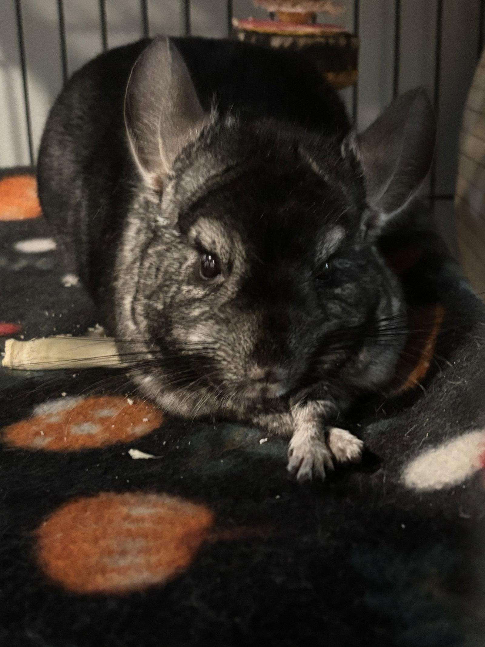 Enlarge Alvin, a Adoptable Chinchilla in Aurora, IL image 1/3
