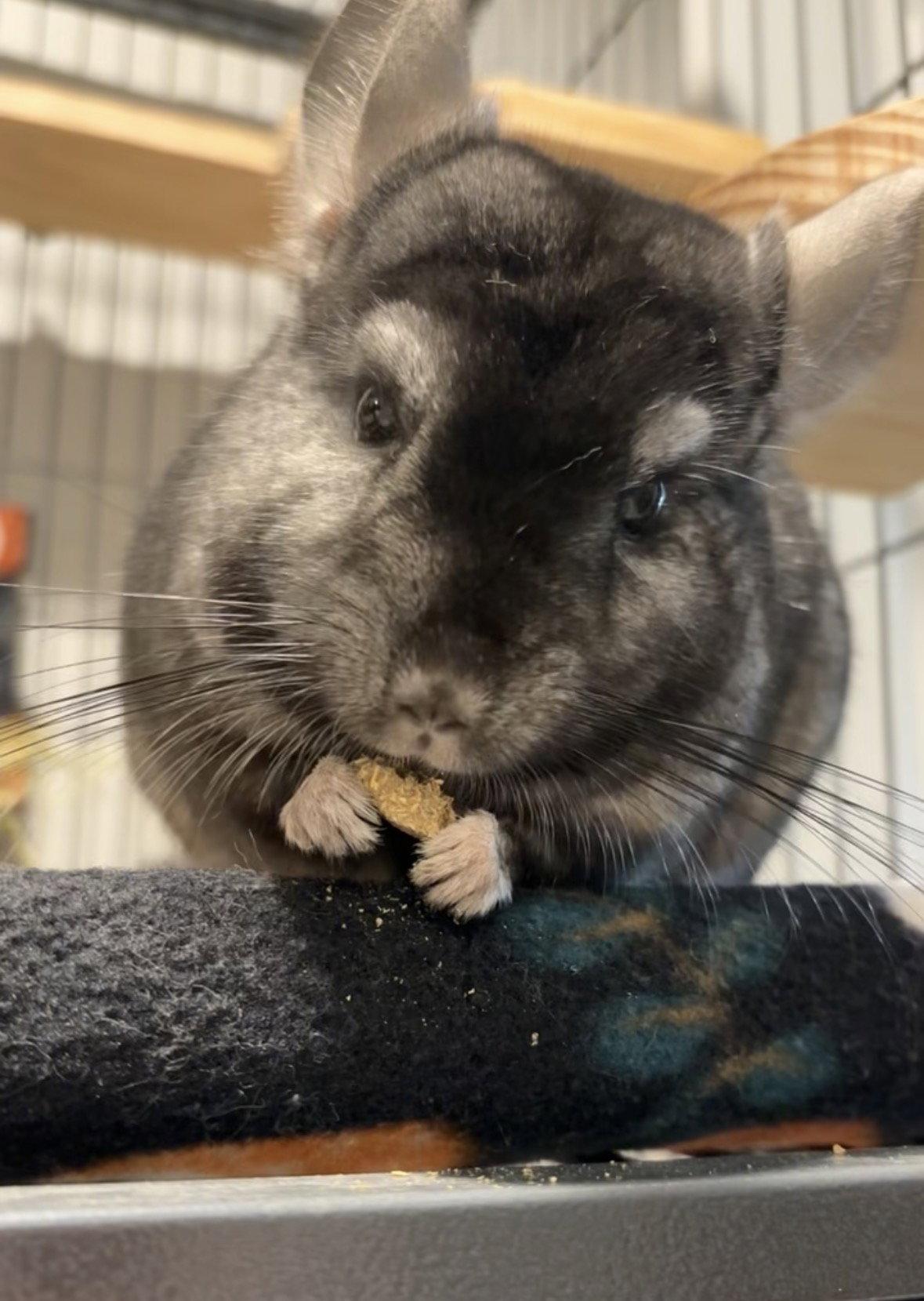 Enlarge Alvin, a Adoptable Chinchilla in Aurora, IL image 2/3