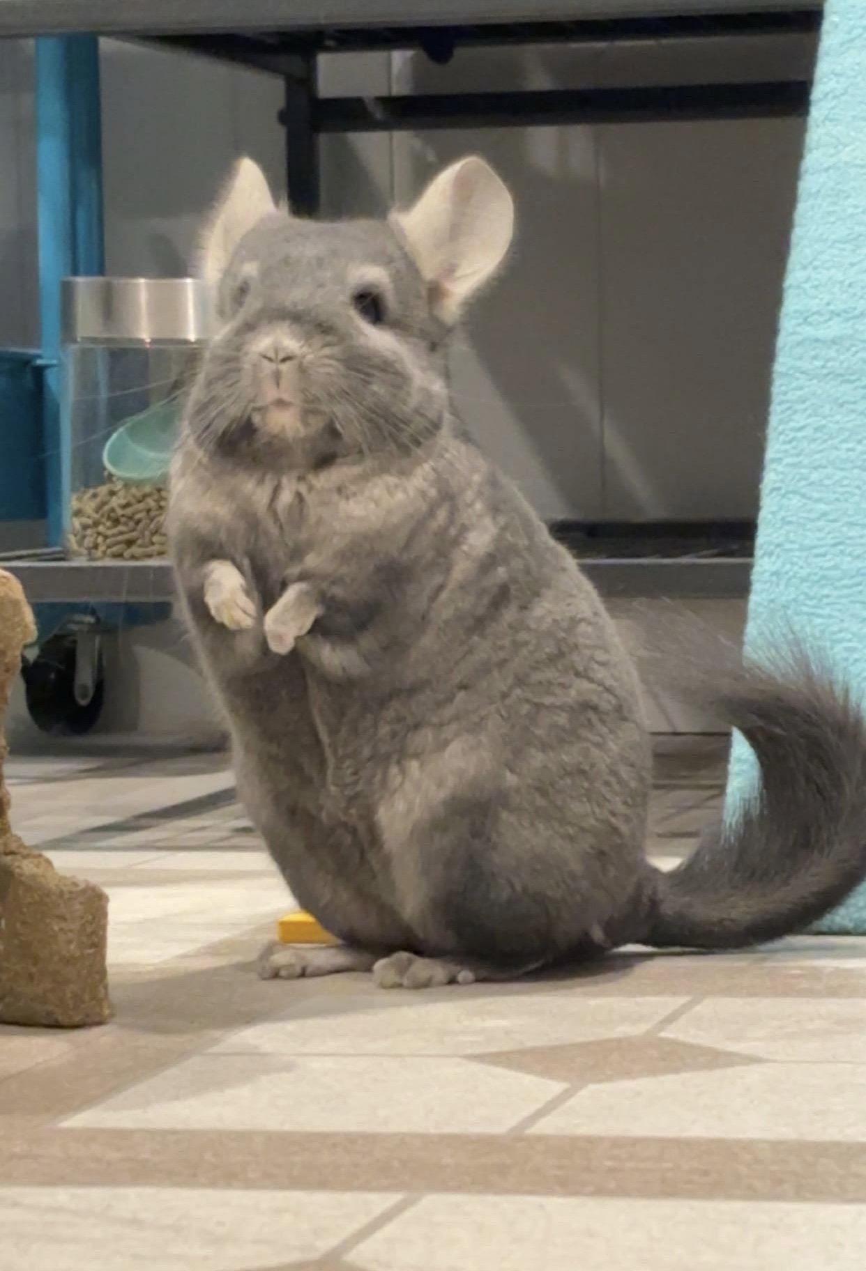 Enlarge Alvin, a Adoptable Chinchilla in Aurora, IL image 3/3