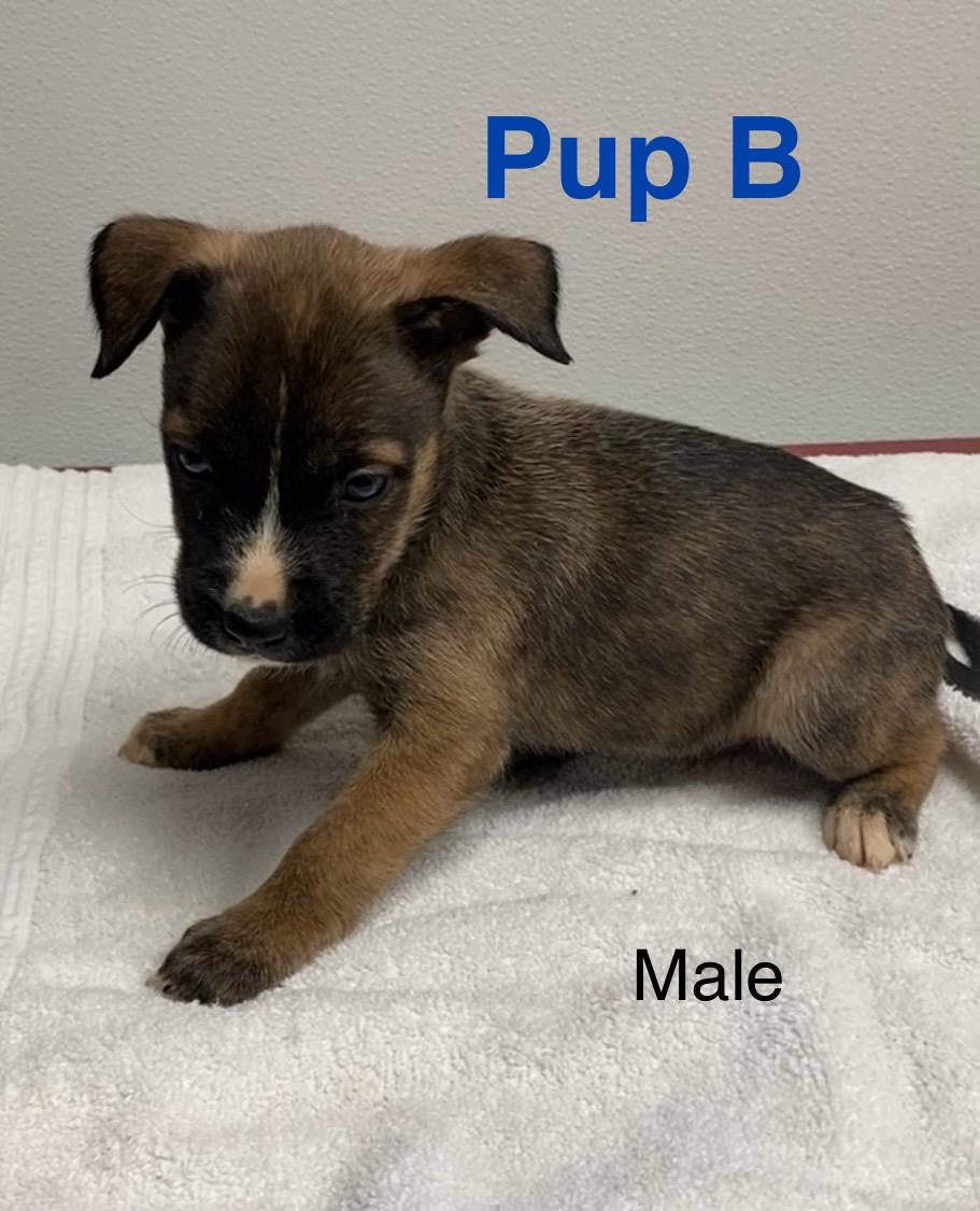 Pup B, ADOPTABLE, Puppy Male Mixed Breed.