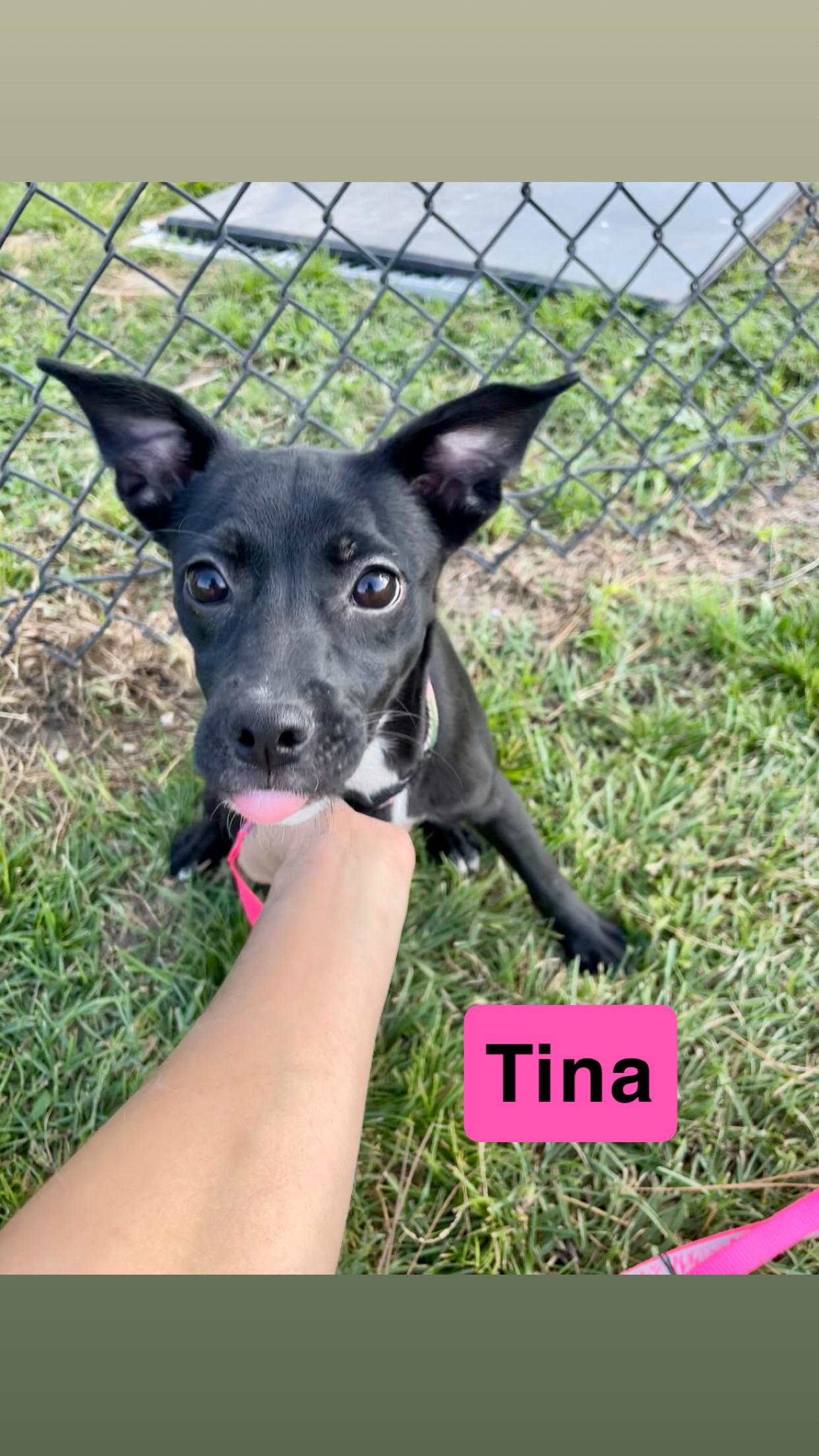 Tina