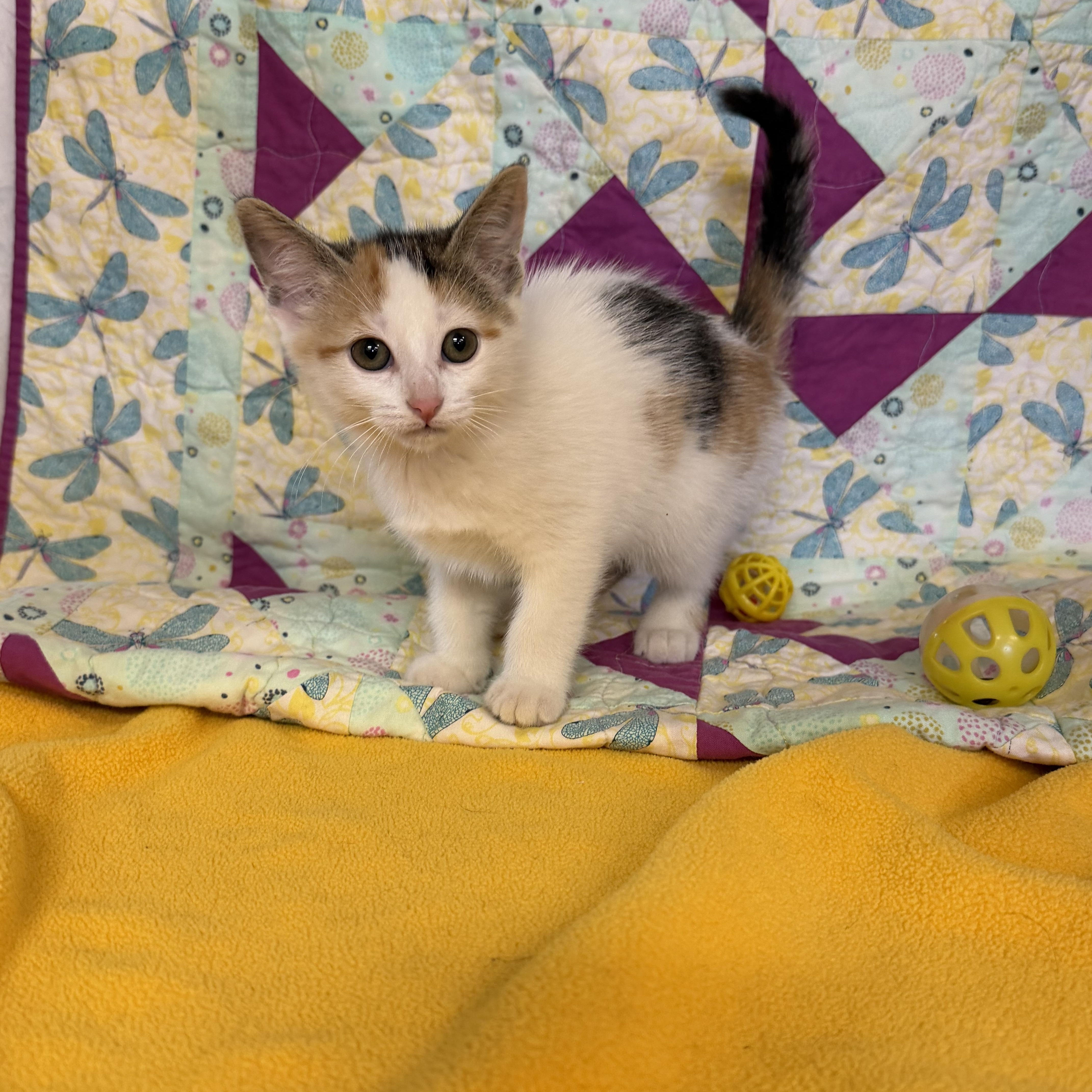 Enlarge Fluttershy, an adopted Domestic Short Hair in St. Clair, MI image 1/1