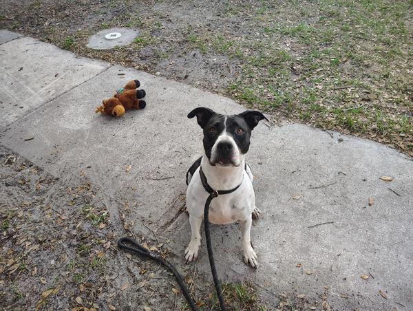 Rogue, Adoptable, Adult Female Mixed Breed.