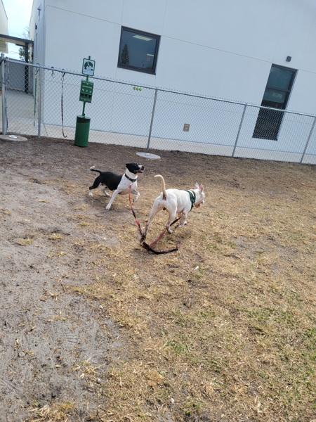 Enlarge Rogue, a Adoptable mixed breed in Melbourne, FL image 2/6