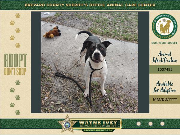 Enlarge Rogue, a Adoptable mixed breed in Melbourne, FL image 3/6