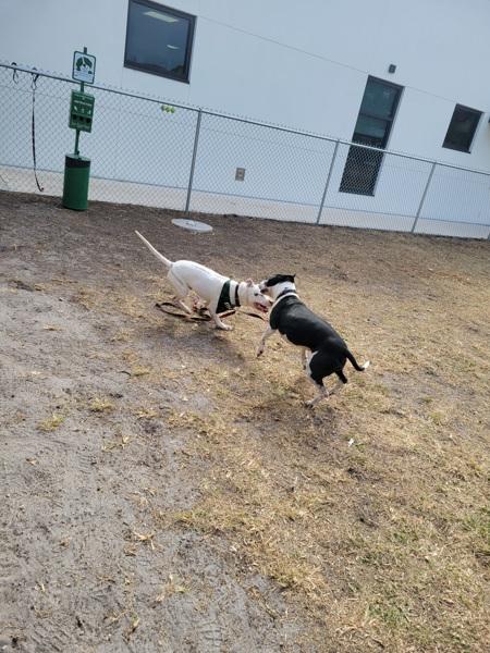 Enlarge Rogue, a Adoptable mixed breed in Melbourne, FL image 4/6