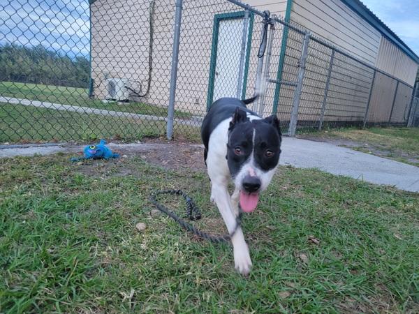 Enlarge Rogue, a Adoptable mixed breed in Melbourne, FL image 5/6