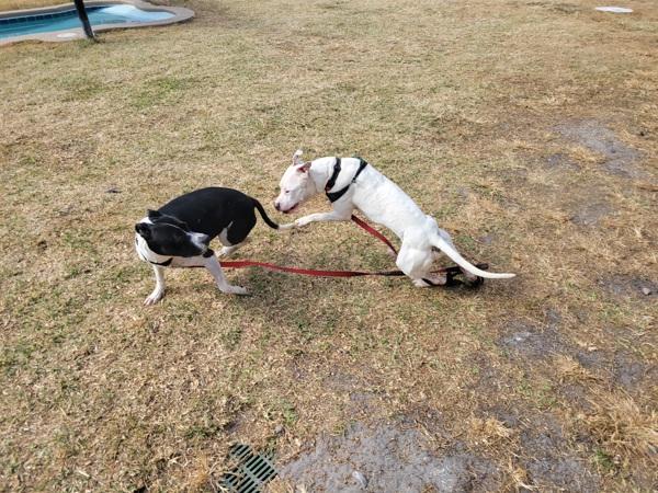 Enlarge Rogue, a Adoptable mixed breed in Melbourne, FL image 6/6