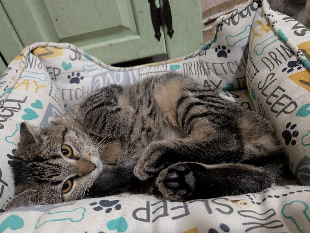 Poppy, a Adoptable Domestic Short Hair in Onalaska, WI image 1/6