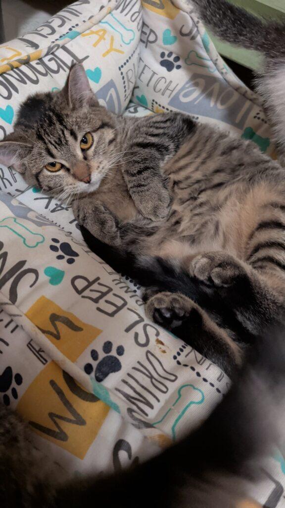 Poppy, a Adoptable Domestic Short Hair in Onalaska, WI image 6/6