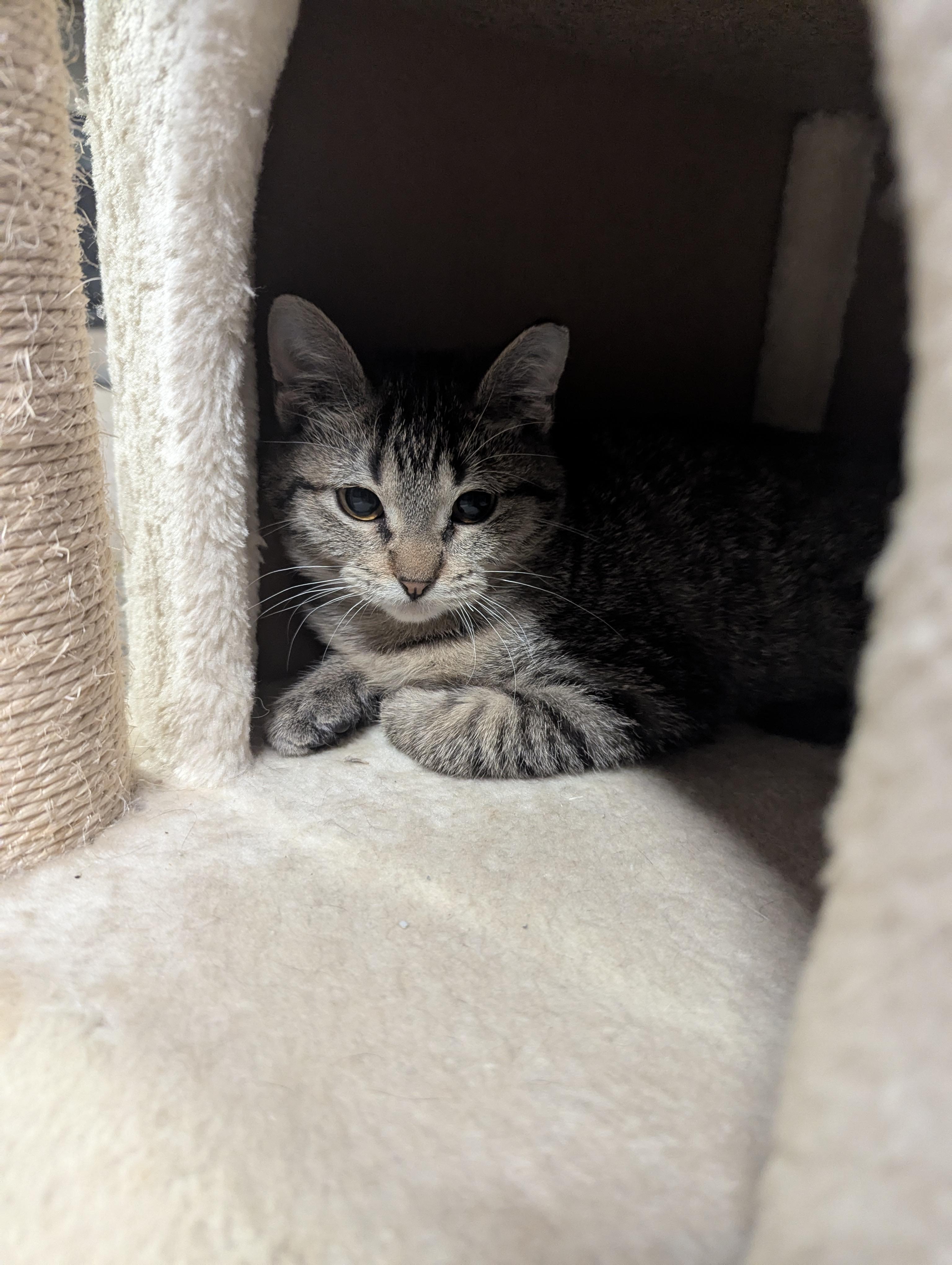 Poppy, a Adoptable Domestic Short Hair in Onalaska, WI image 3/6