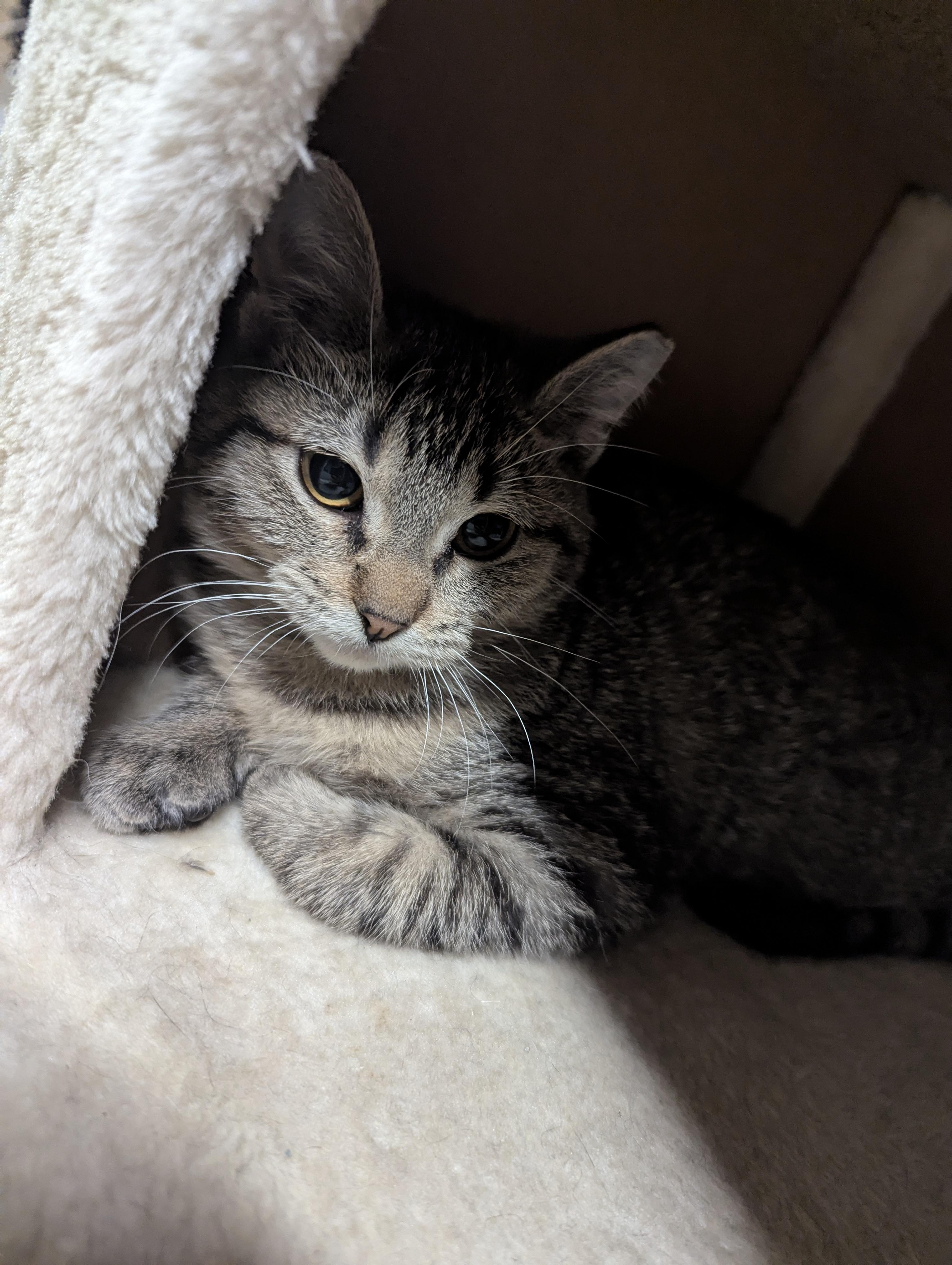 Poppy, a Adoptable Domestic Short Hair in Onalaska, WI image 2/6