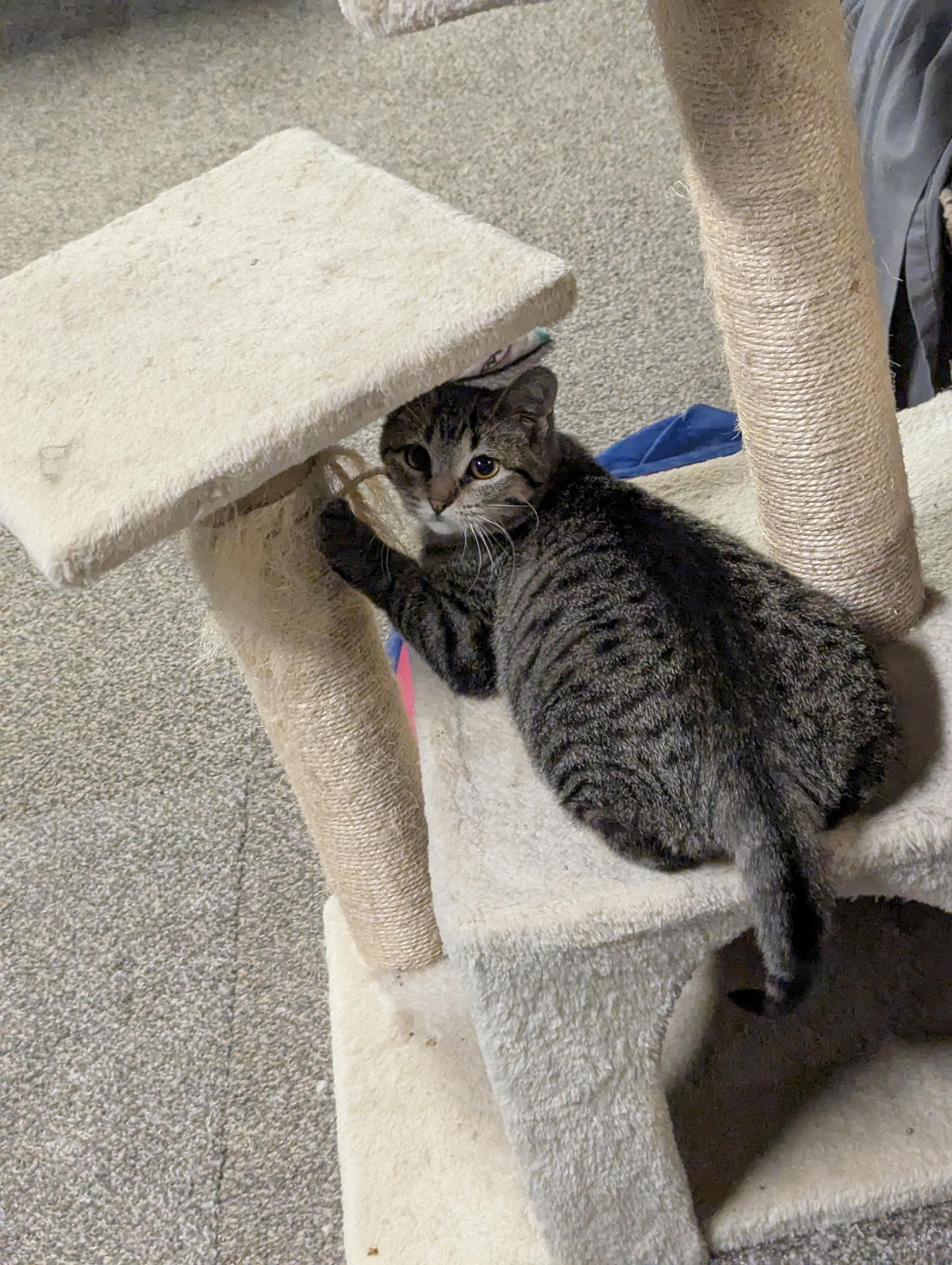 Poppy, a Adoptable Domestic Short Hair in Onalaska, WI image 4/6