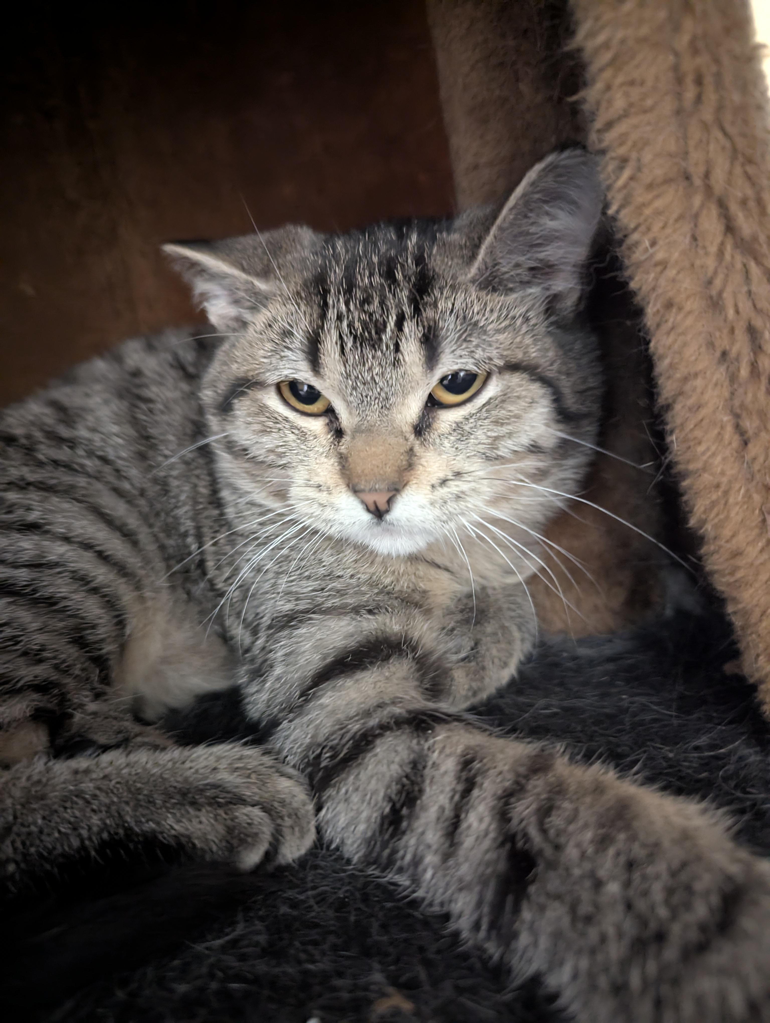 Poppy, a Adoptable Domestic Short Hair in Onalaska, WI image 5/6