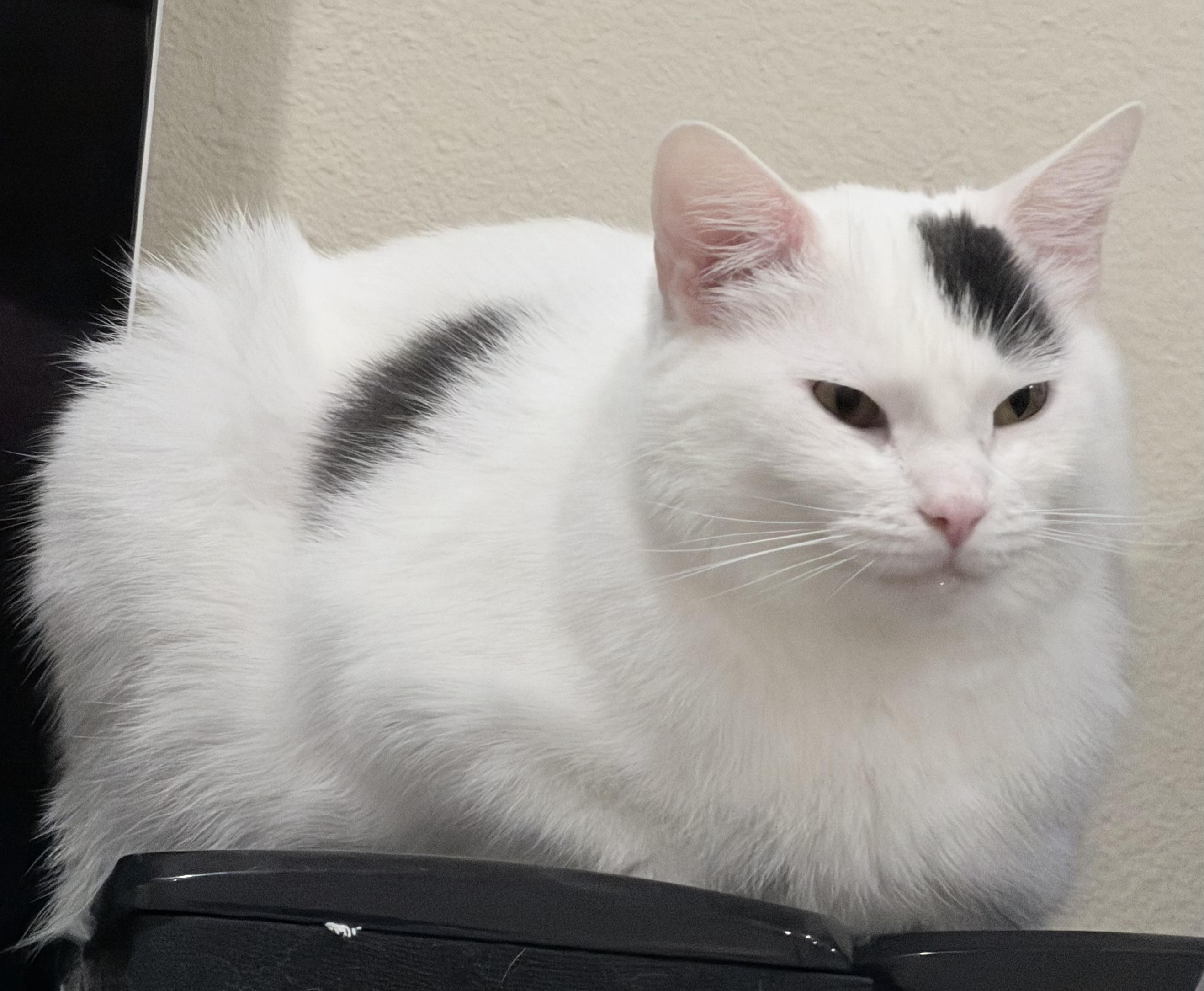 Enlarge Maru (A101397), a Adoptable American Shorthair in Burbank, CA image 5/6