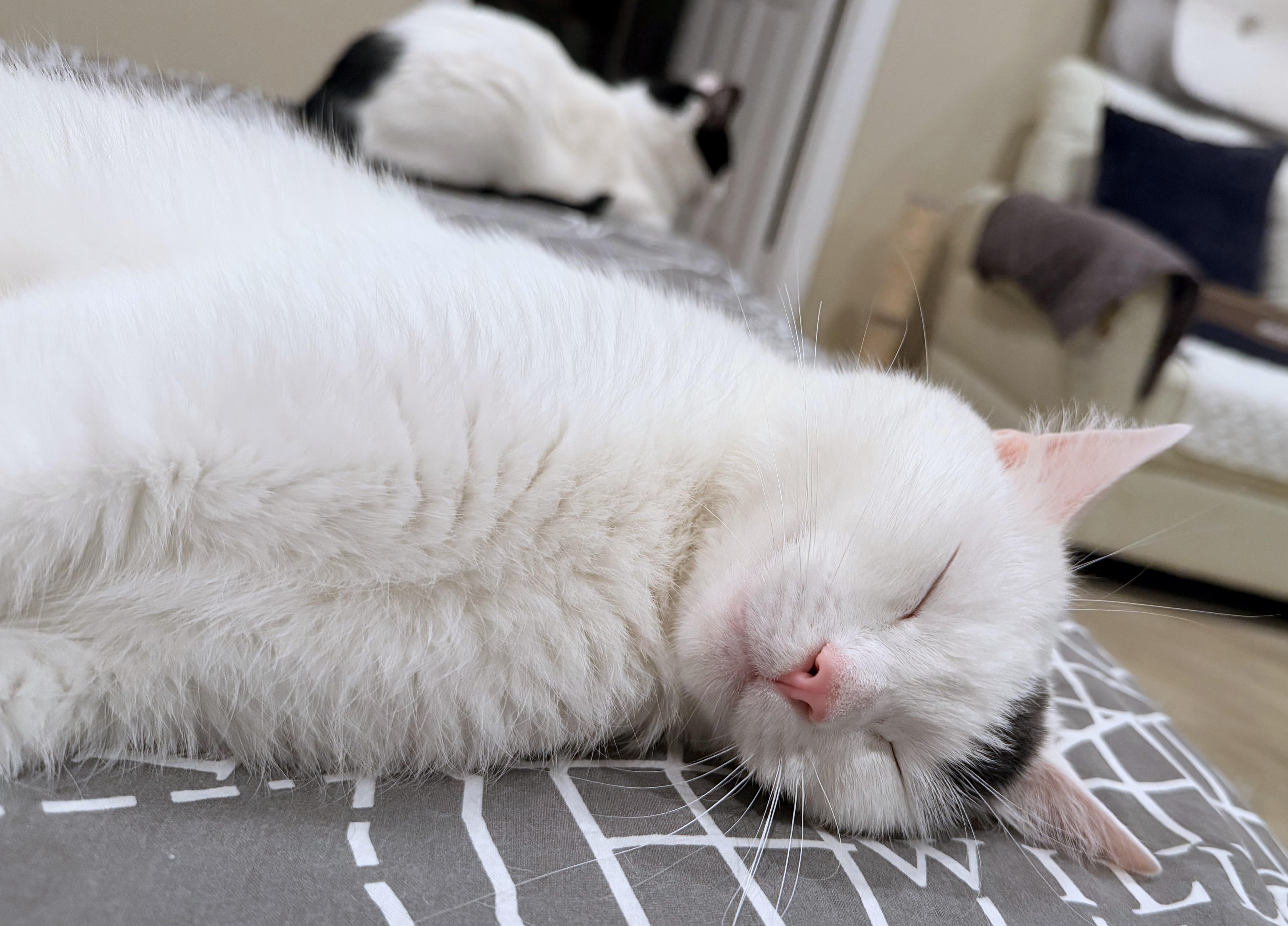Enlarge Maru (A101397), a Adoptable American Shorthair in Burbank, CA image 3/6