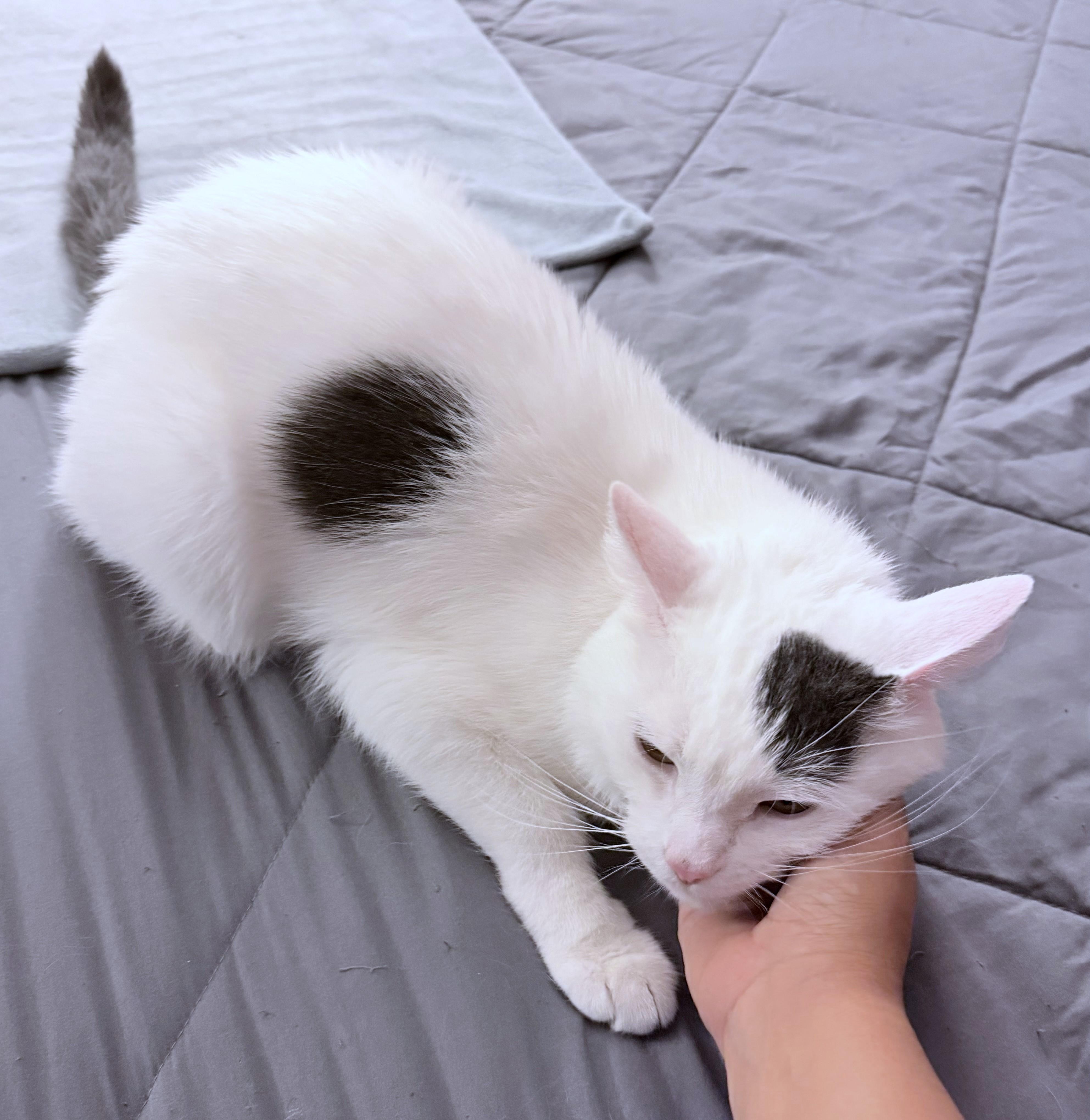 Enlarge Maru (A101397), a Adoptable American Shorthair in Burbank, CA image 4/6