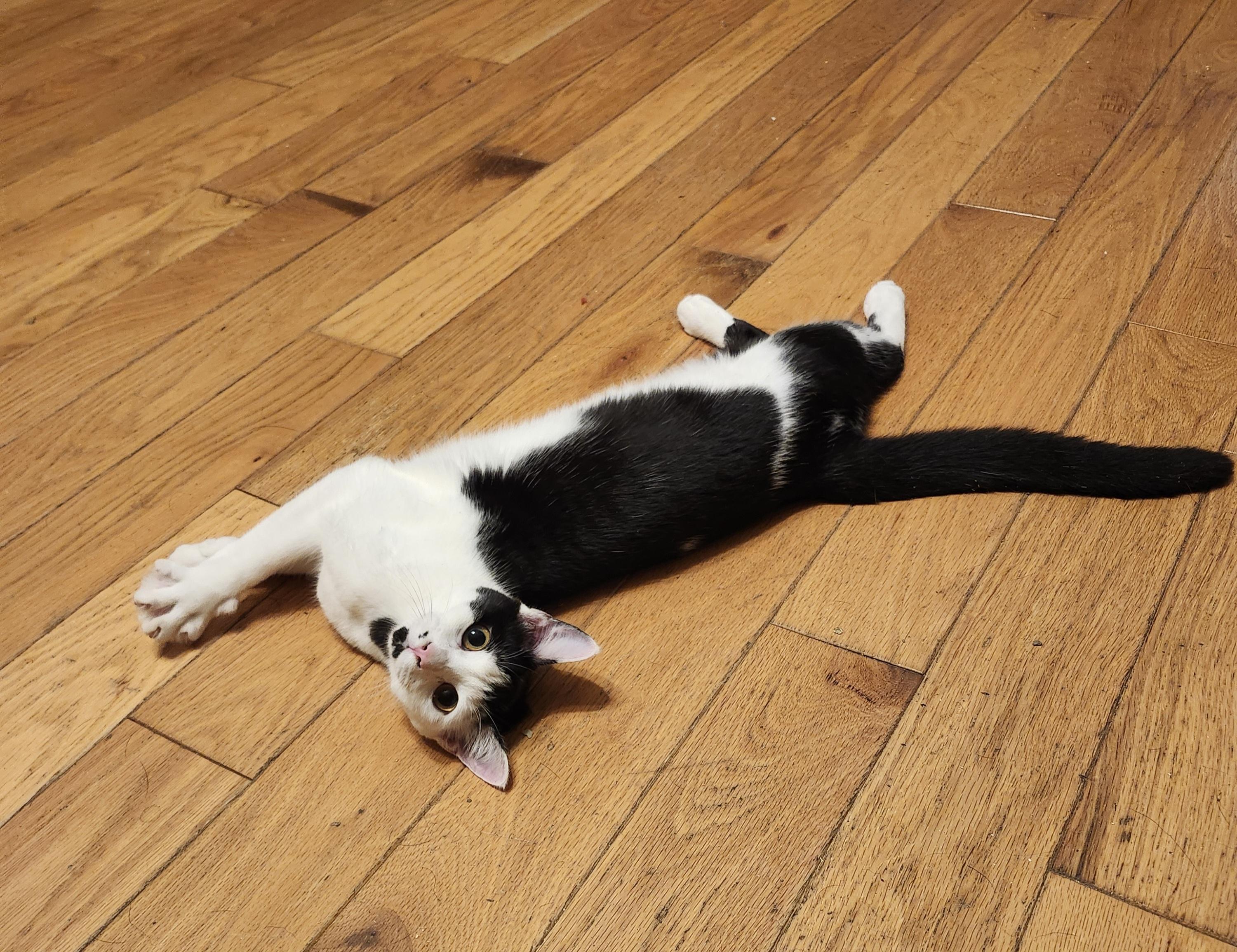 Dinar, Adoptable, Young Female Domestic Short Hair.