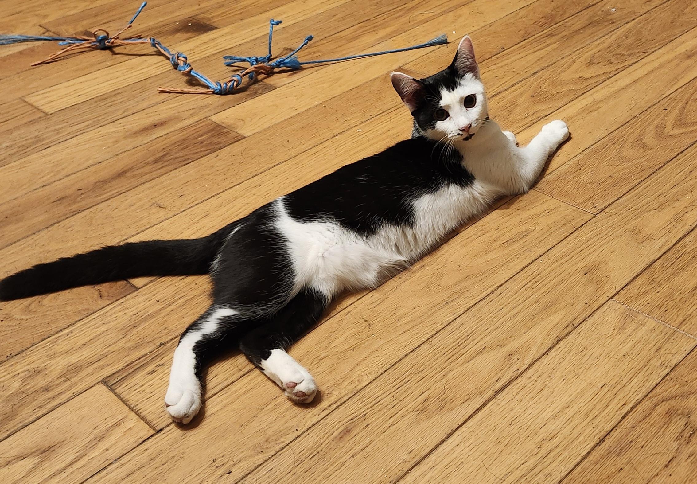 Enlarge Dinar, a Adoptable Domestic Short Hair in Morganton, NC image 2/3