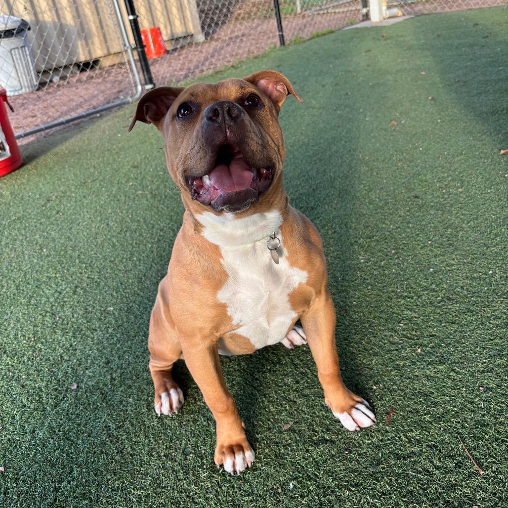 Enlarge Carly, a Adoptable mixed breed in Riverside, CA image 1/6