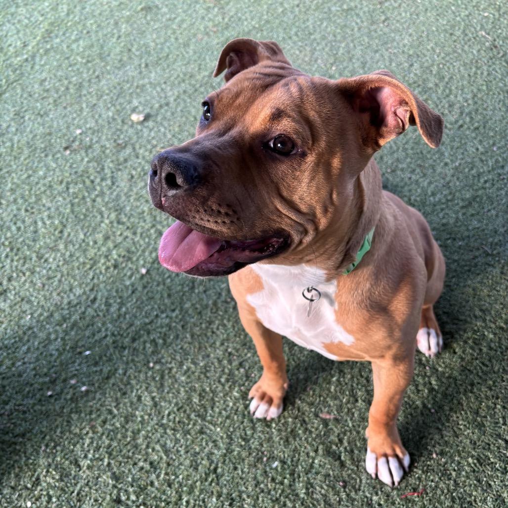 Enlarge Carly, a Adoptable mixed breed in Riverside, CA image 2/6