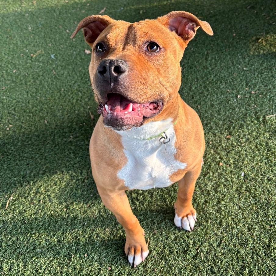 Enlarge Carly, a Adoptable mixed breed in Riverside, CA image 3/6