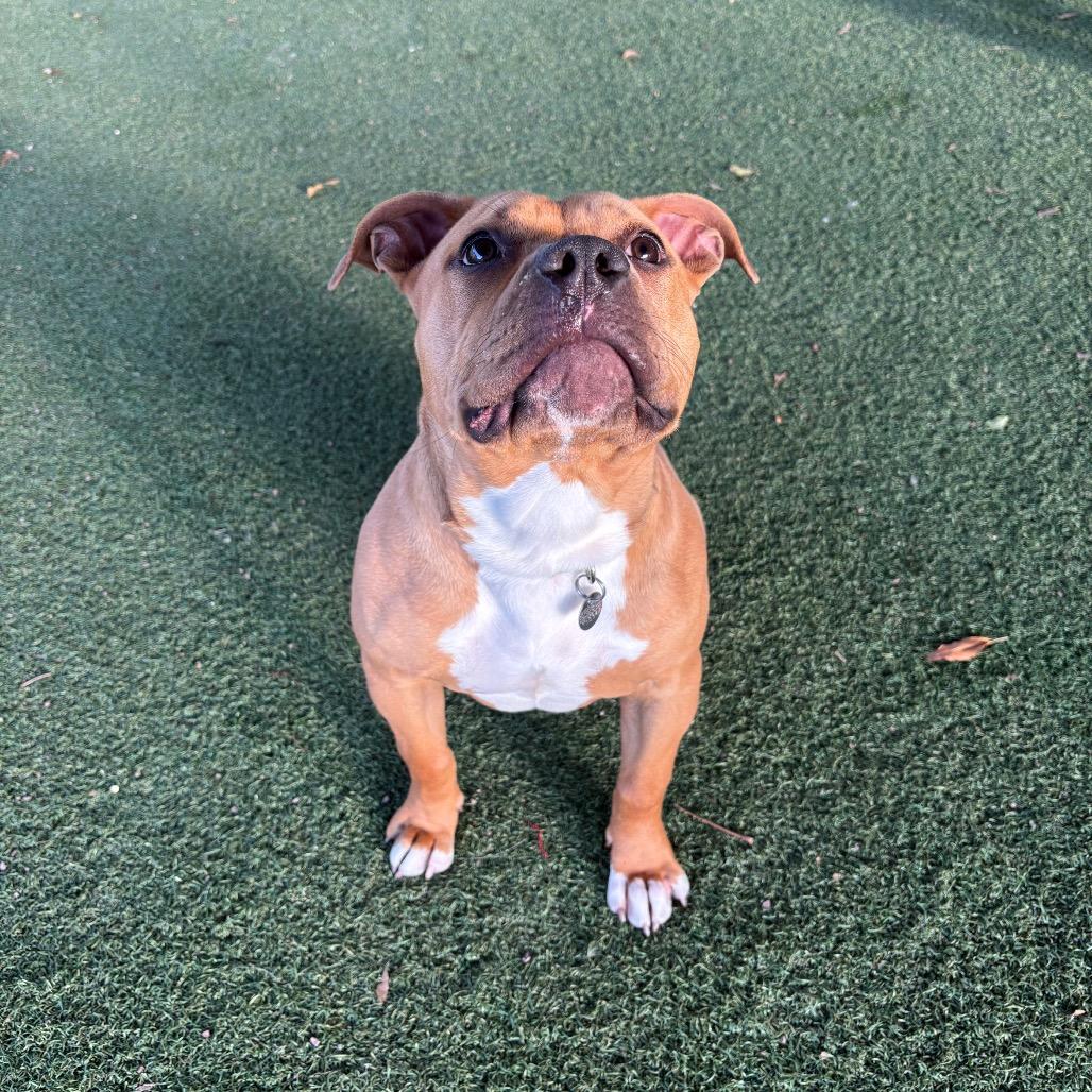 Enlarge Carly, a Adoptable mixed breed in Riverside, CA image 4/6