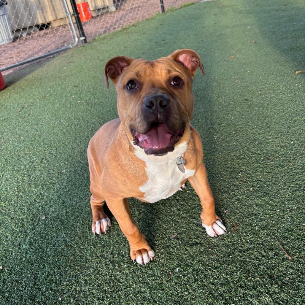 Enlarge Carly, a Adoptable mixed breed in Riverside, CA image 5/6