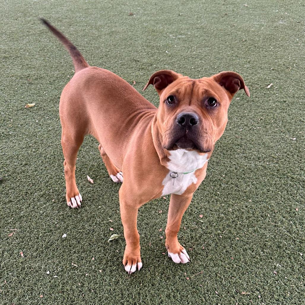 Enlarge Carly, a Adoptable mixed breed in Riverside, CA image 6/6