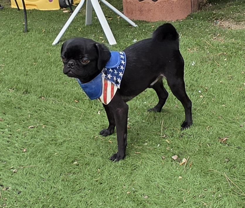 Enlarge Nick, a Adopted Pug in Fallbrook, CA image 3/6