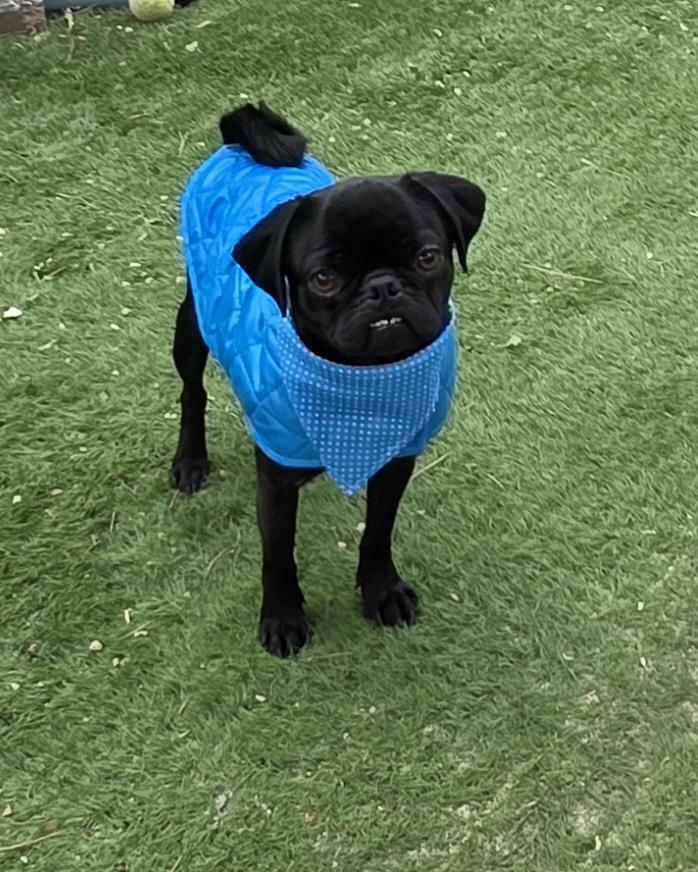 Enlarge Nick, a Adopted Pug in Fallbrook, CA image 5/6