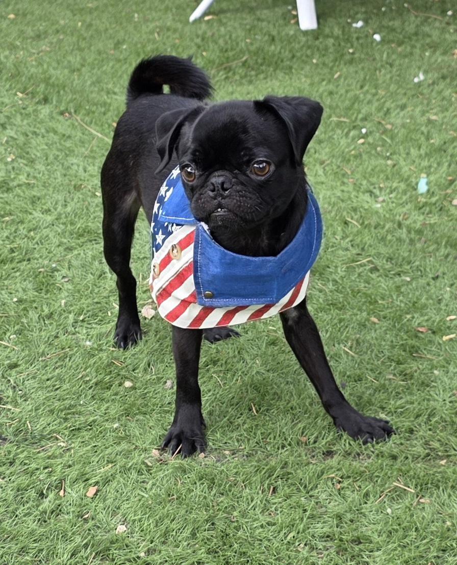 Enlarge Nick, a Adopted Pug in Fallbrook, CA image 6/6