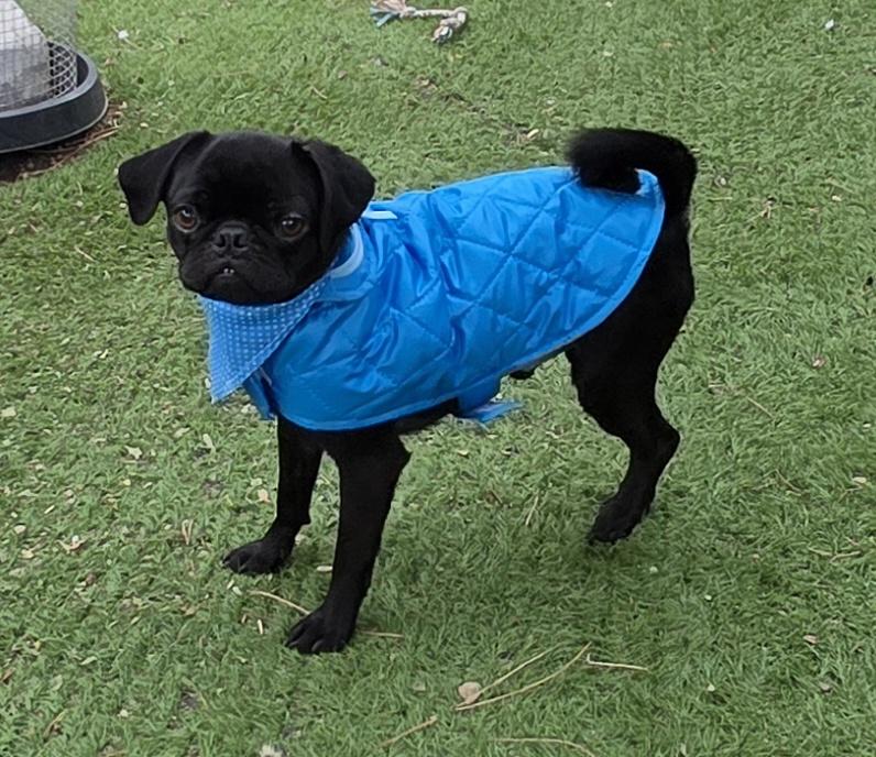 Enlarge Nick, a Adopted Pug in Fallbrook, CA image 2/6