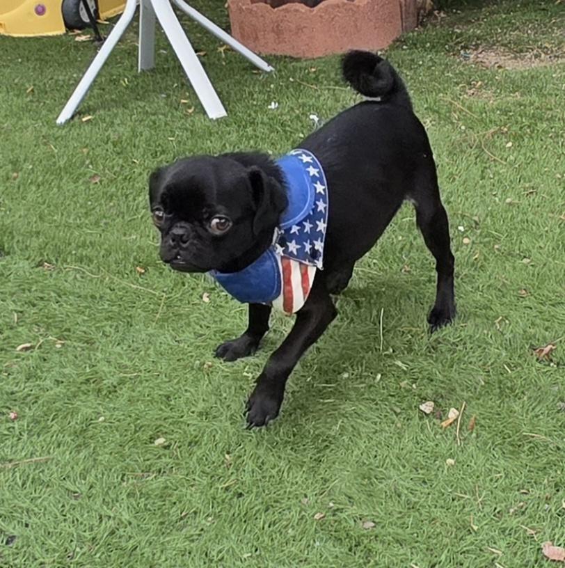 Enlarge Nick, a Adopted Pug in Fallbrook, CA image 4/6