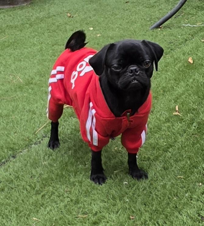 Nick, Adopted, Young Male Pug.