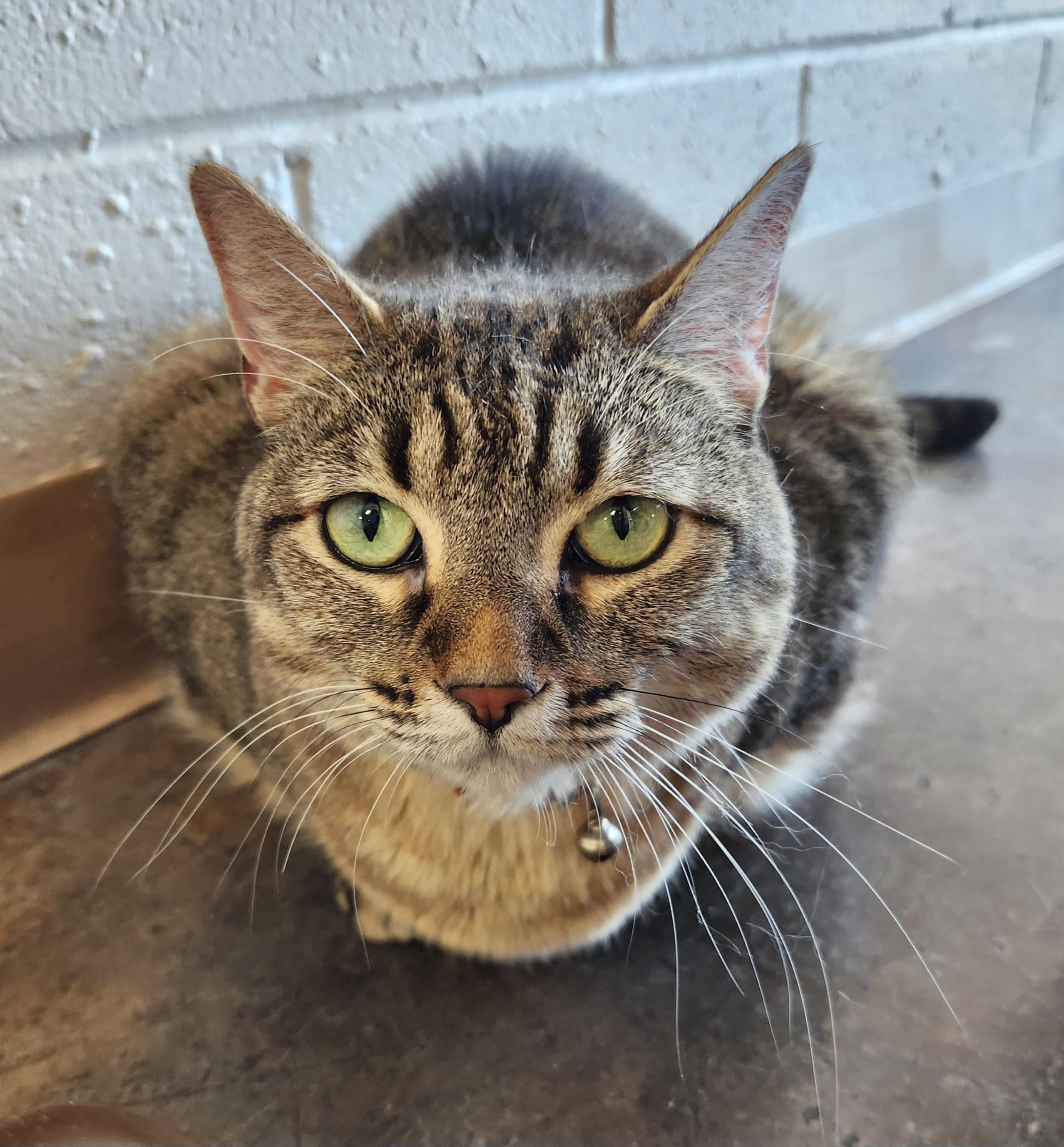Enlarge Clarabelle, a Adoptable mixed breed in Oklahoma City, OK image 1/3