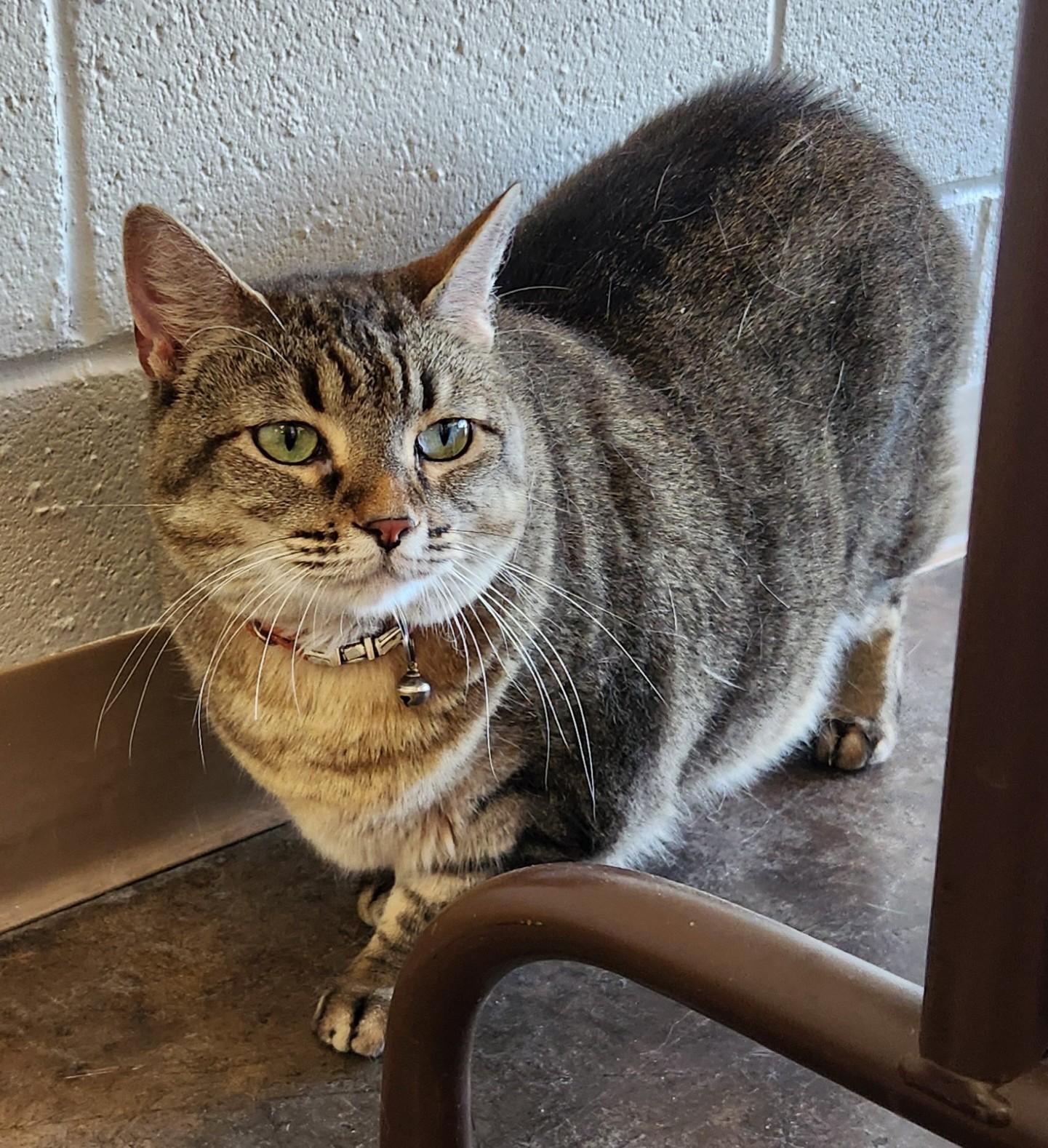 Enlarge Clarabelle, a Adoptable mixed breed in Oklahoma City, OK image 2/3